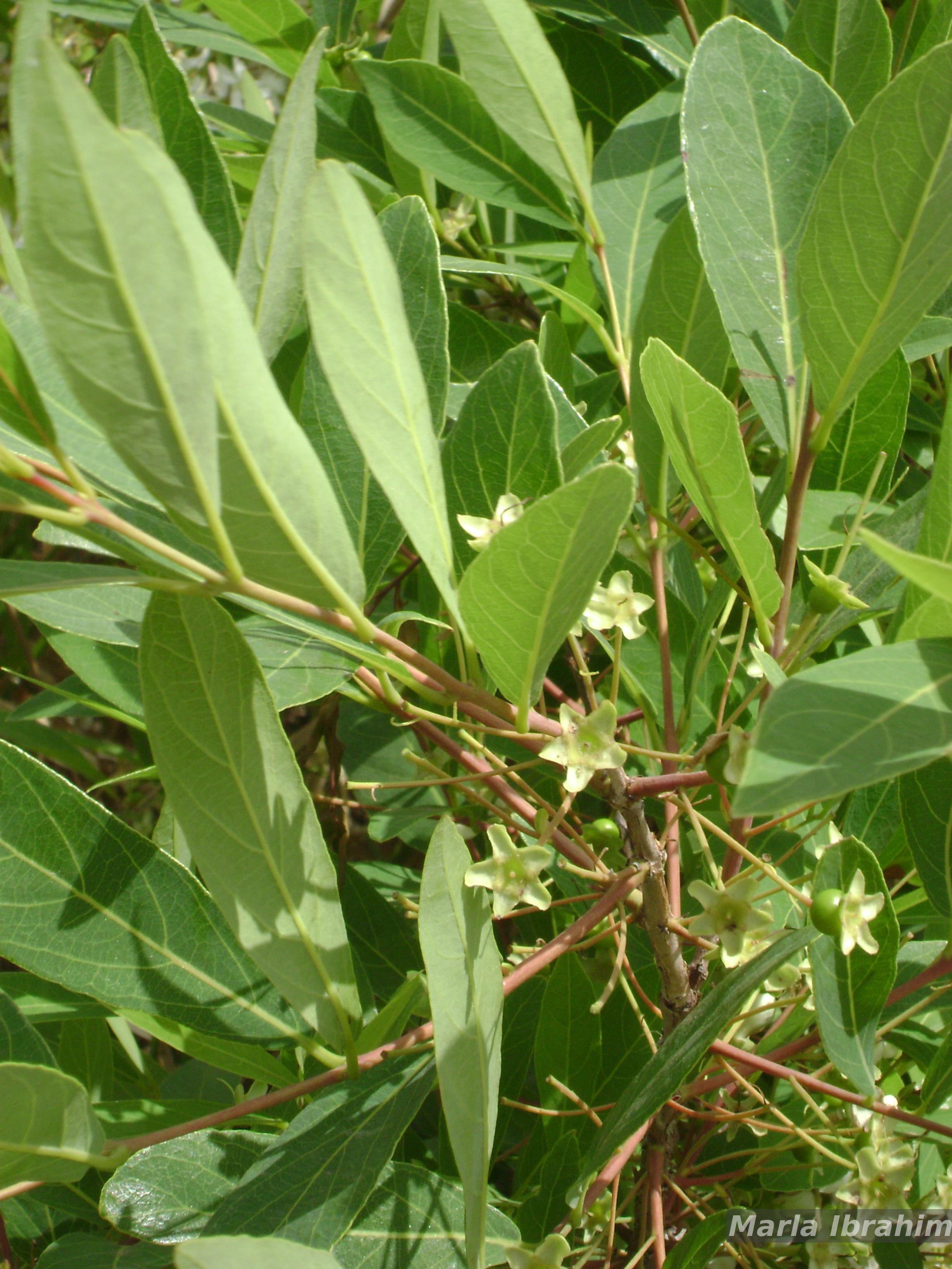 Flora e Funga do Brasil