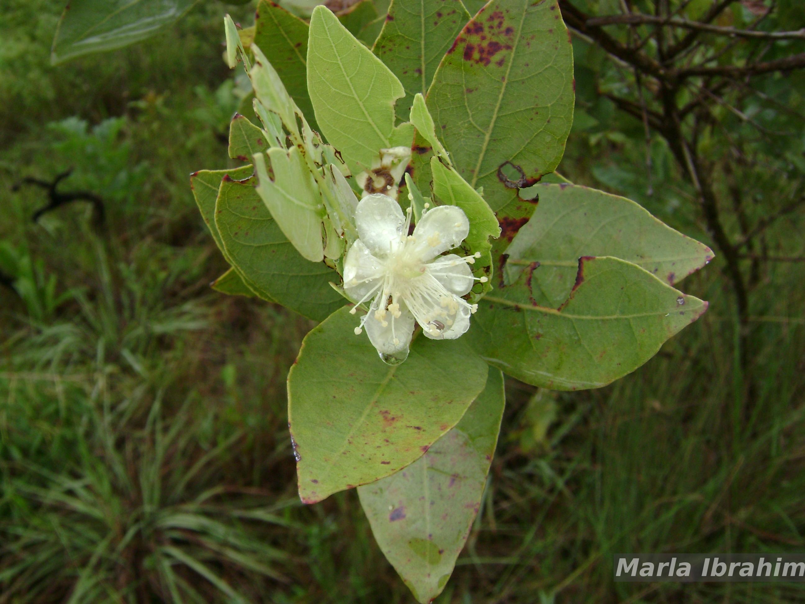 Flora e Funga do Brasil