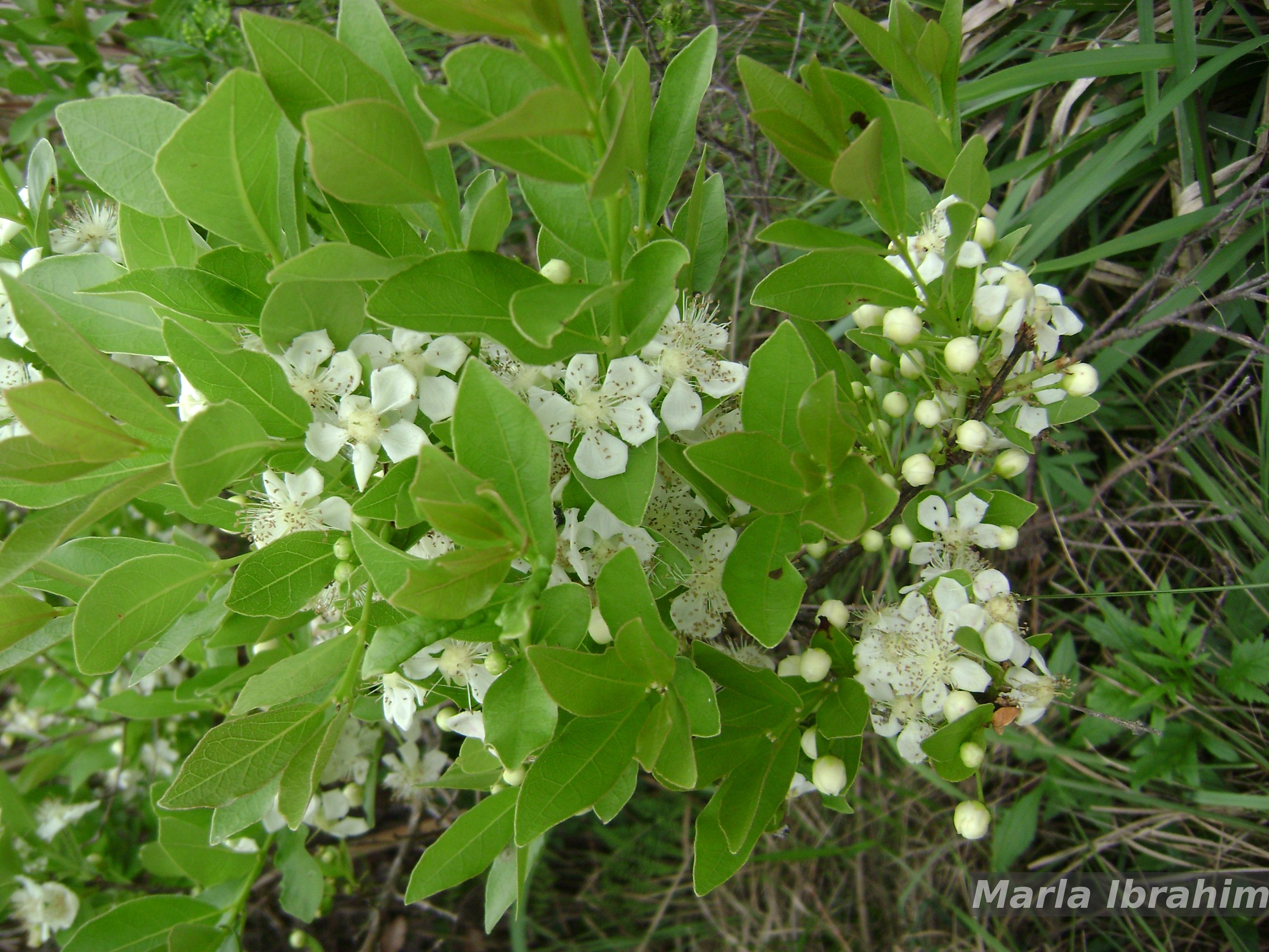 Flora e Funga do Brasil