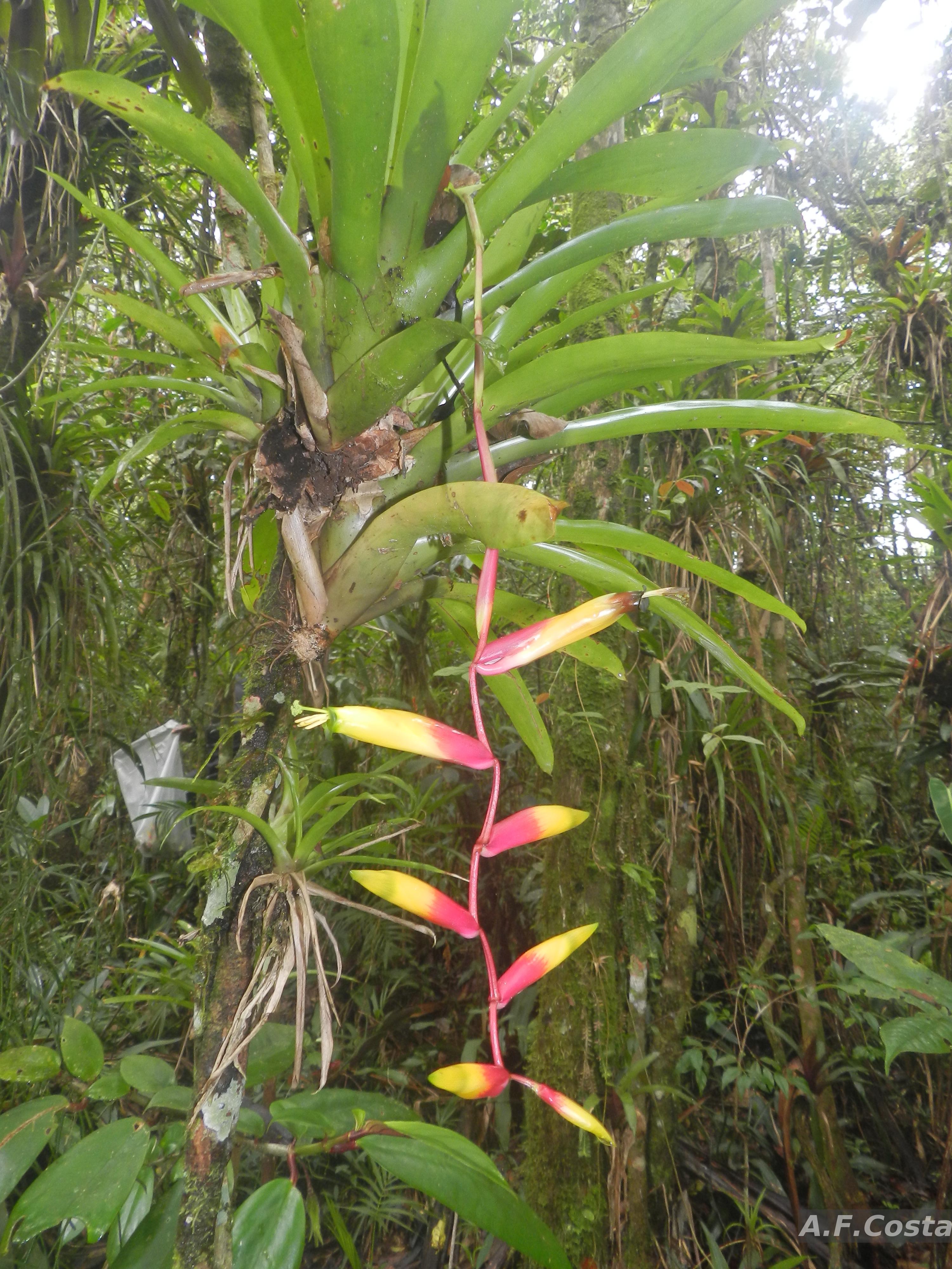 Flora e Funga do Brasil