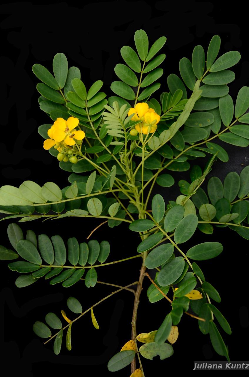 Flora e Funga do Brasil