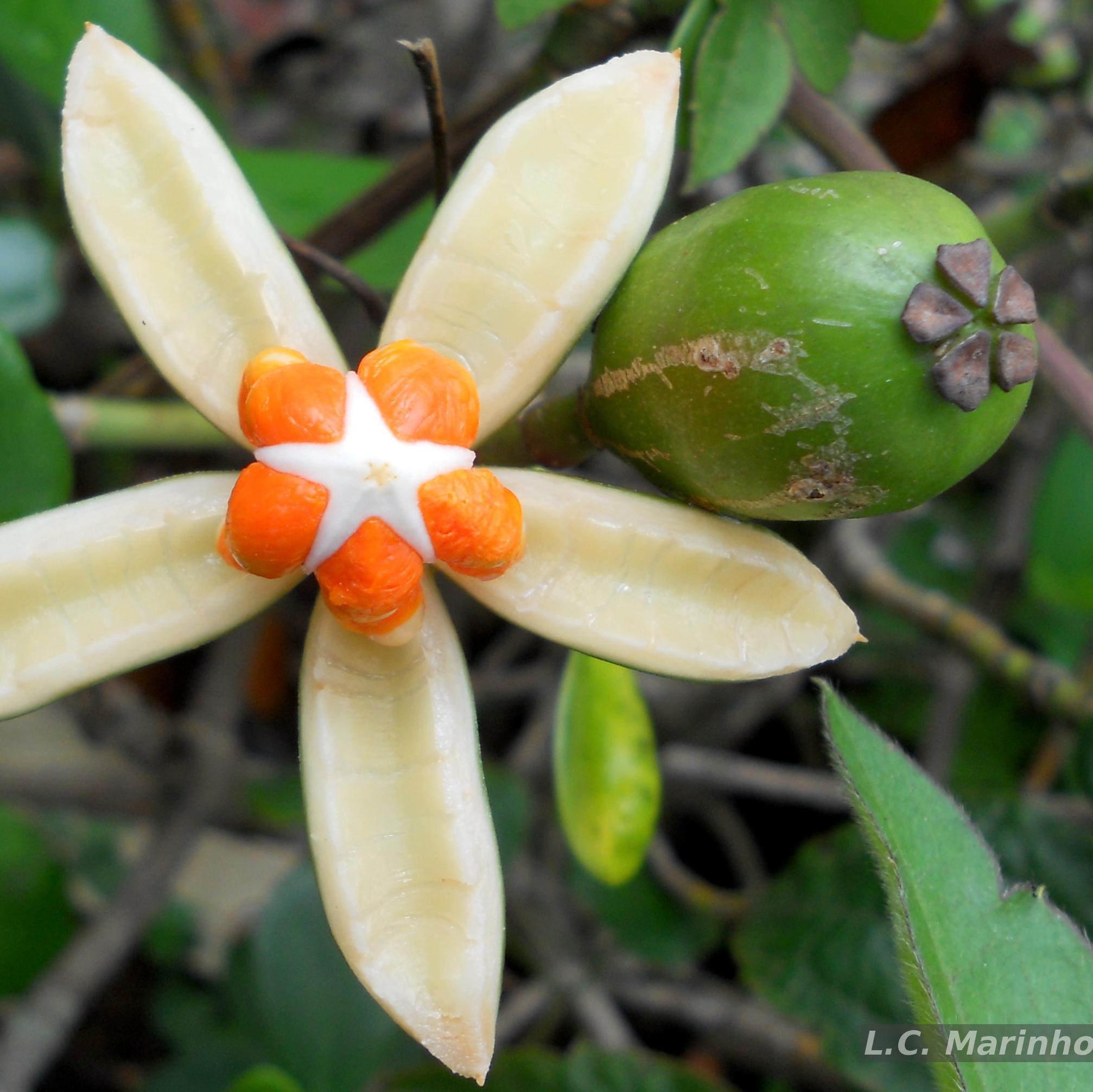 Flora e Funga do Brasil