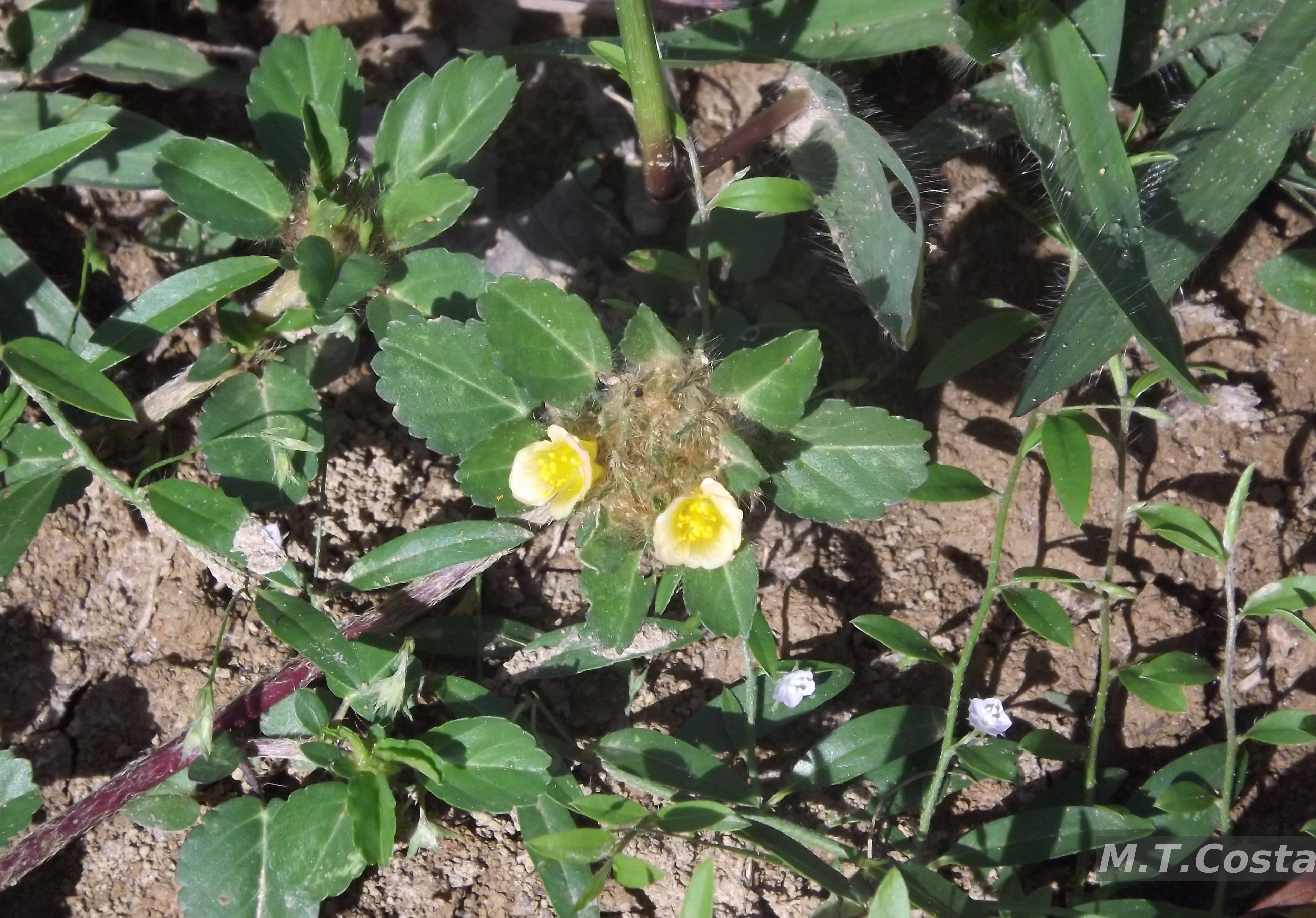 Flora e Funga do Brasil