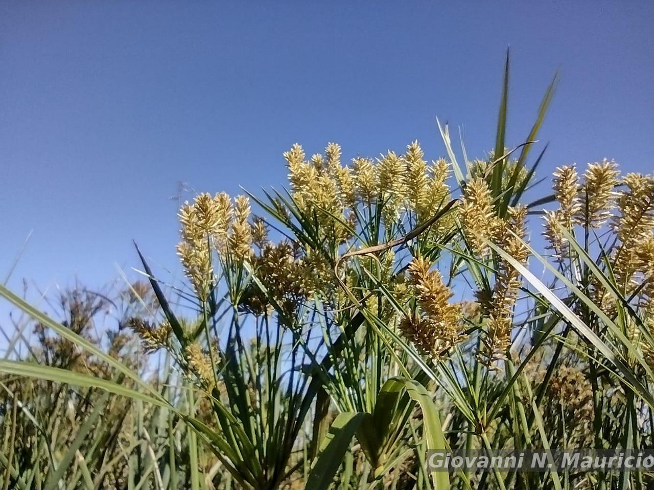 GIRUVI 「Grow on the Wall」Gracilius Flora e Funga do Brasil