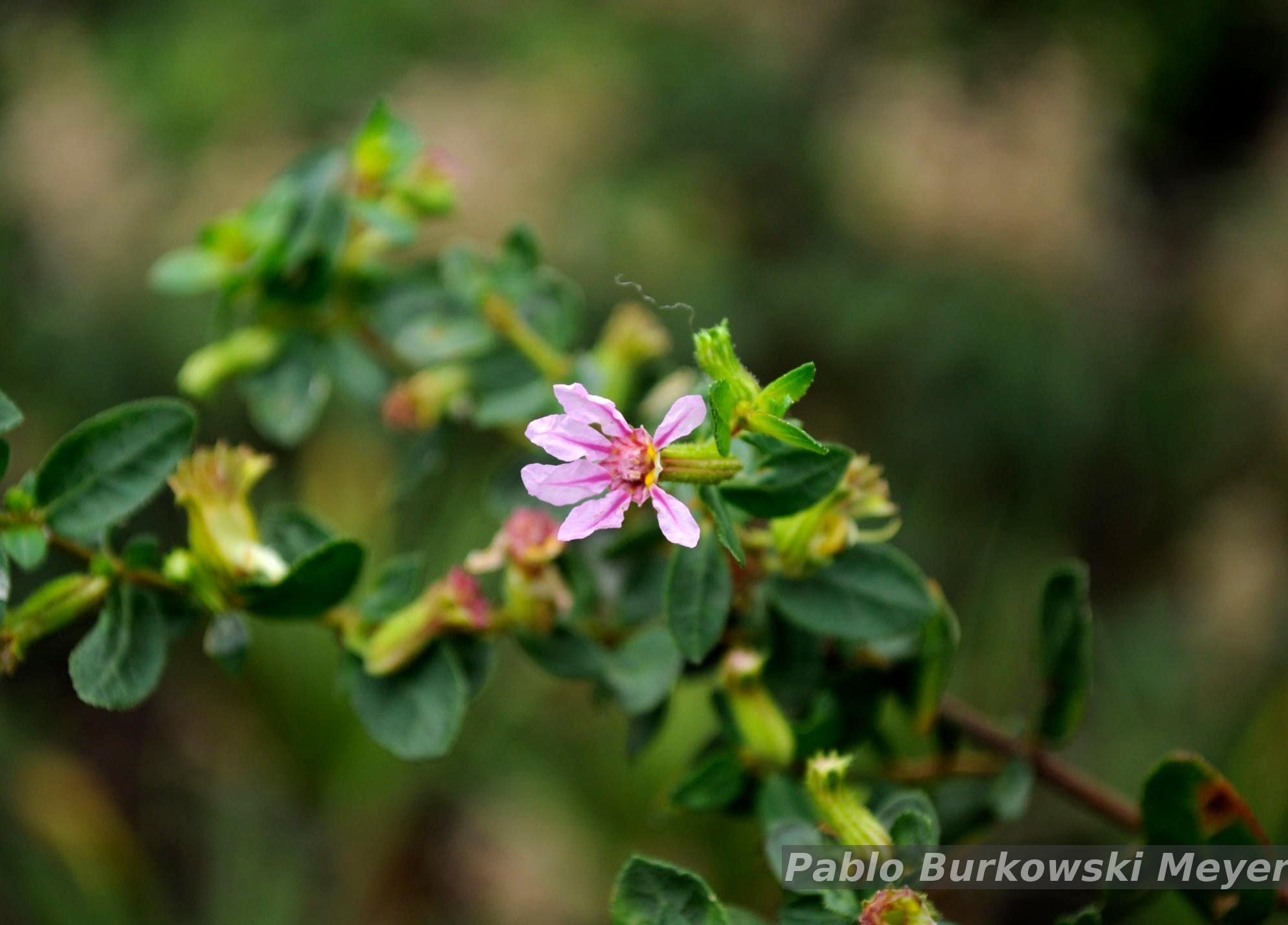 Flora e Funga do Brasil