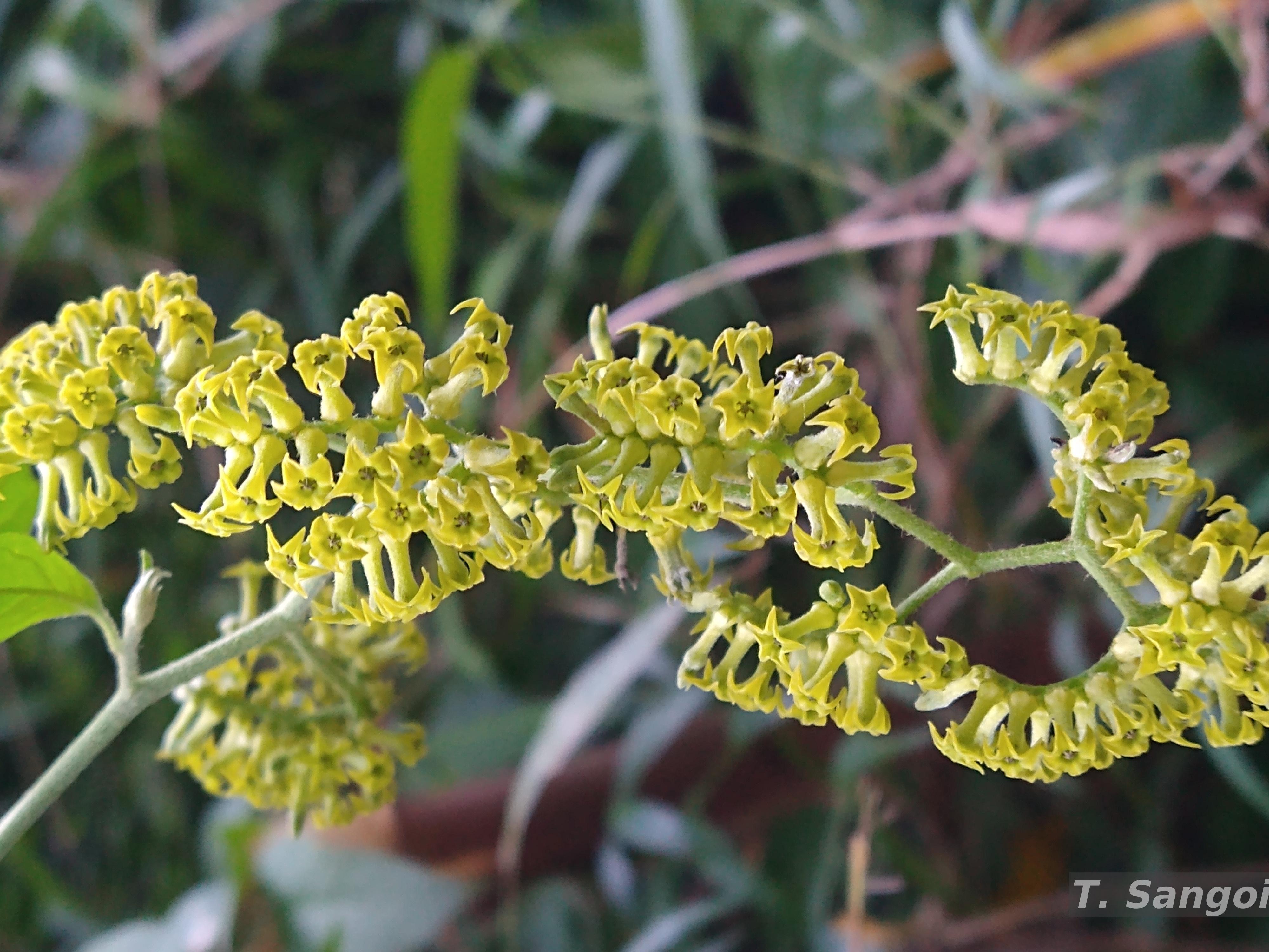Flora e Funga do Brasil