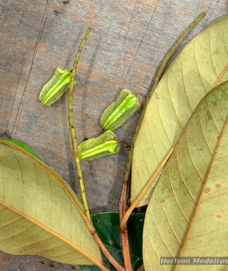 Flora e Funga do Brasil