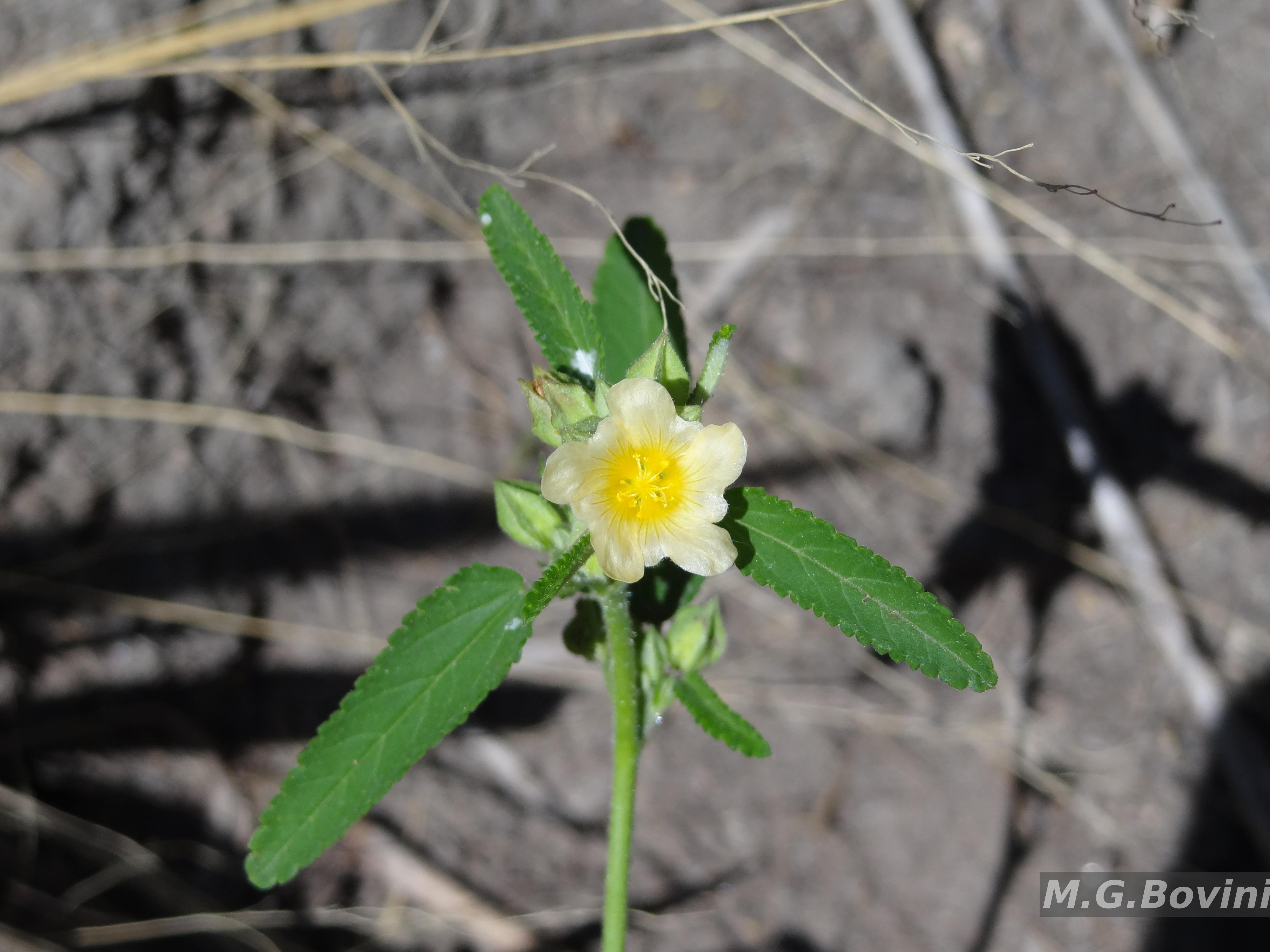 Resultado da Consulta - Sida L.