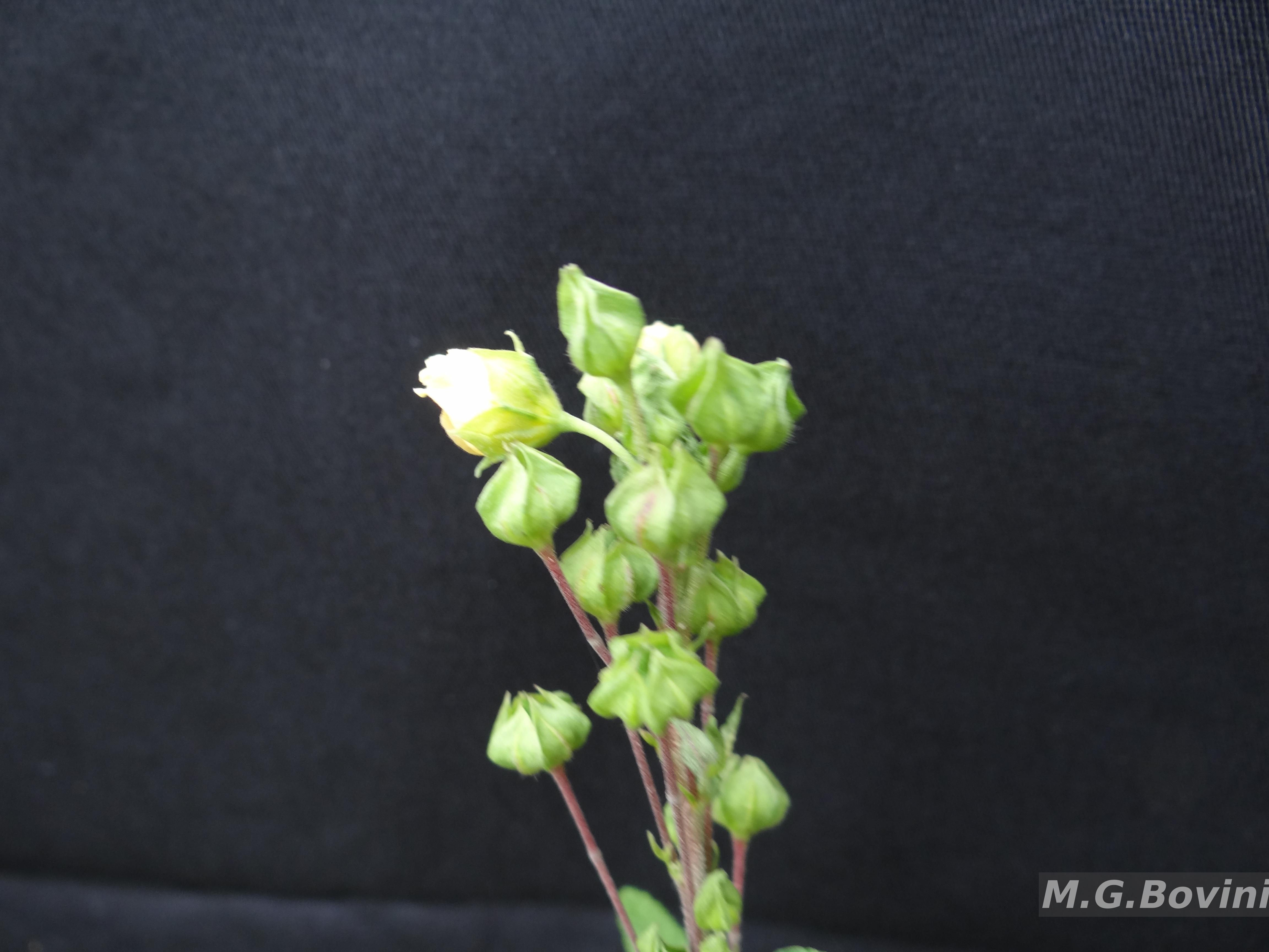 Resultado da Consulta - Sida L.