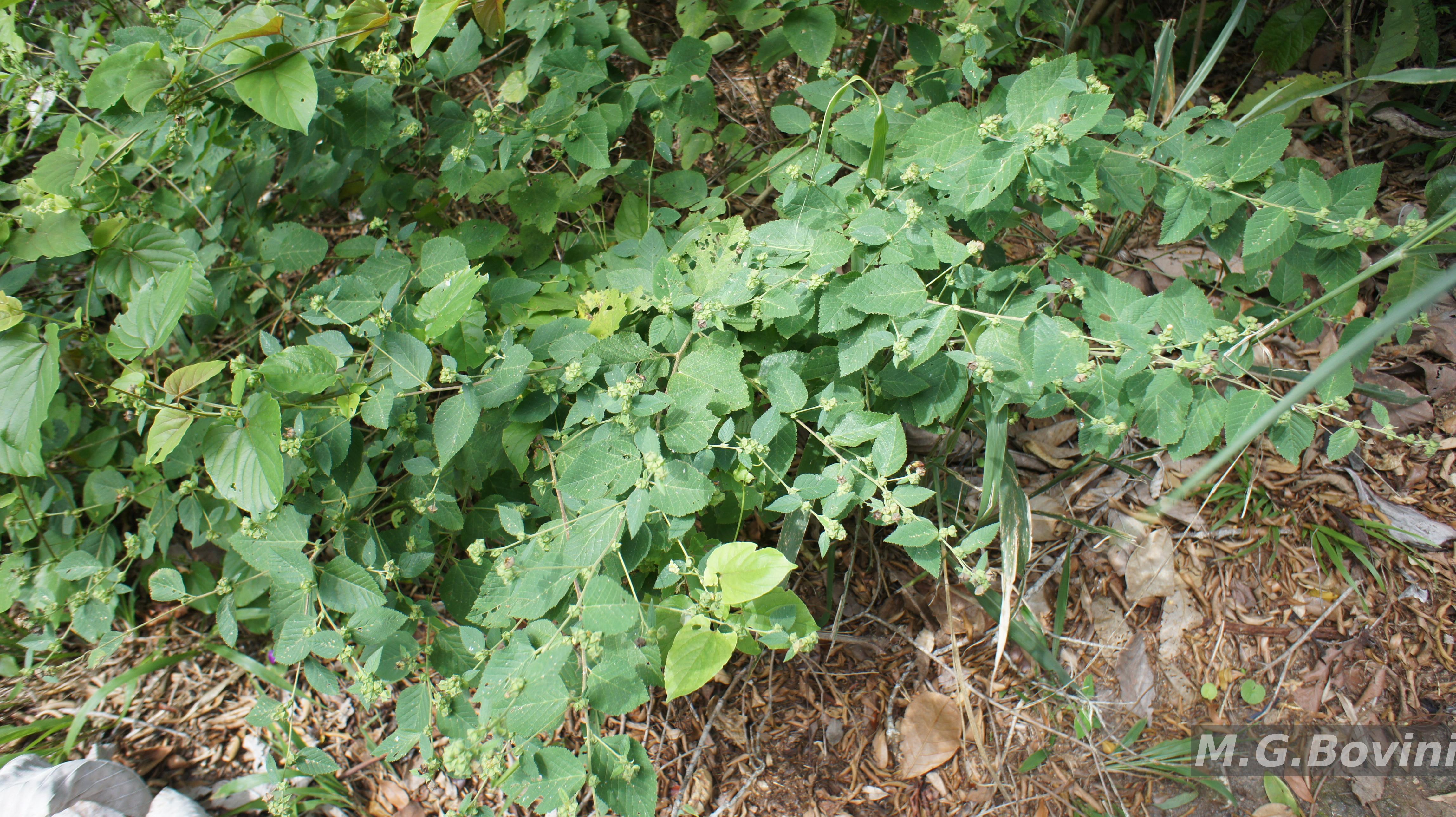 Resultado da Consulta - Sida L.