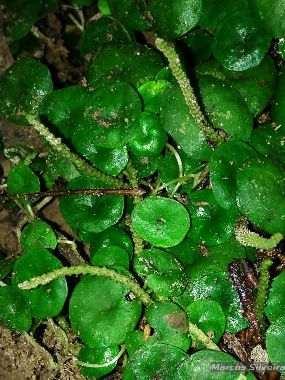 Flora e Funga do Brasil