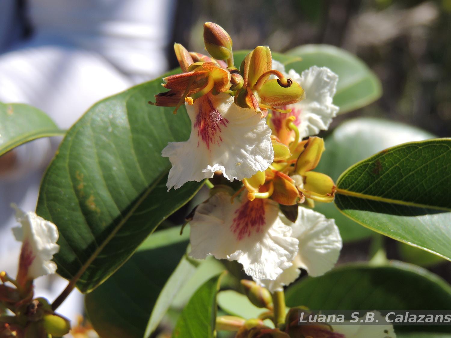 Flora e Funga do Brasil