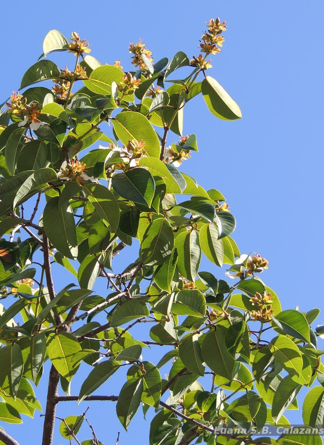 Flora e Funga do Brasil