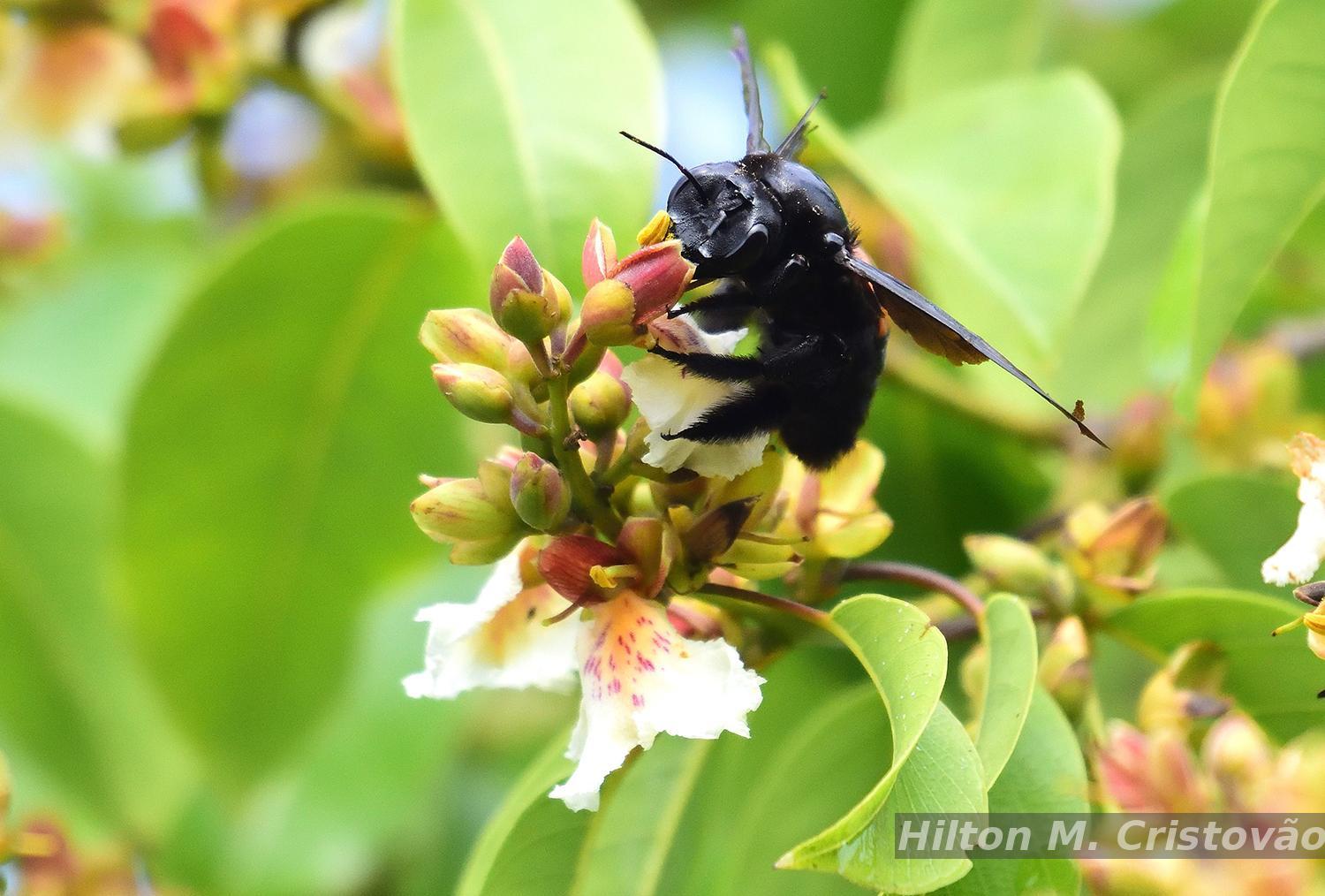 Flora e Funga do Brasil