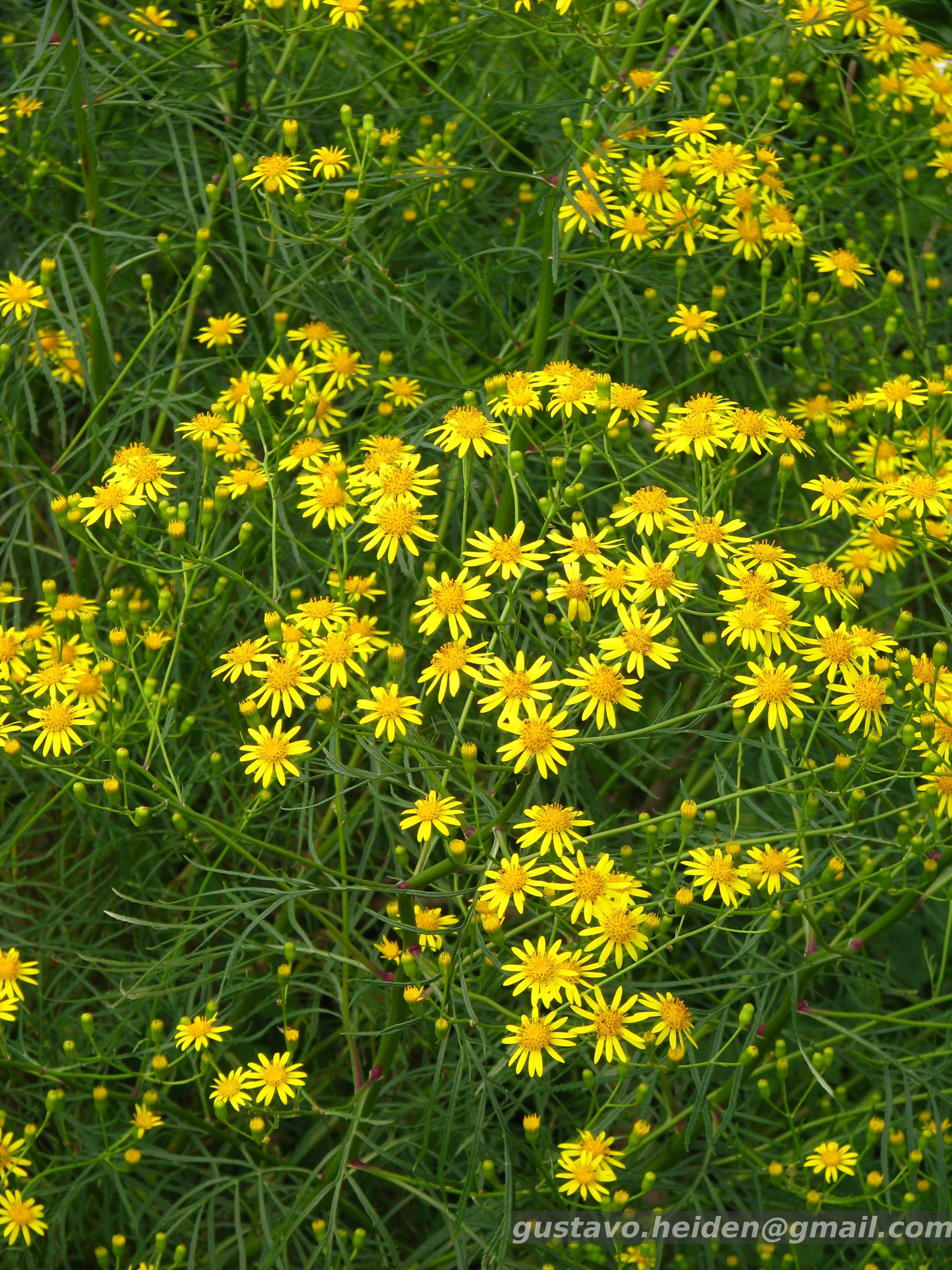 Goniophlebium sp. 【LA0216-02】 Flora e Funga do Brasil