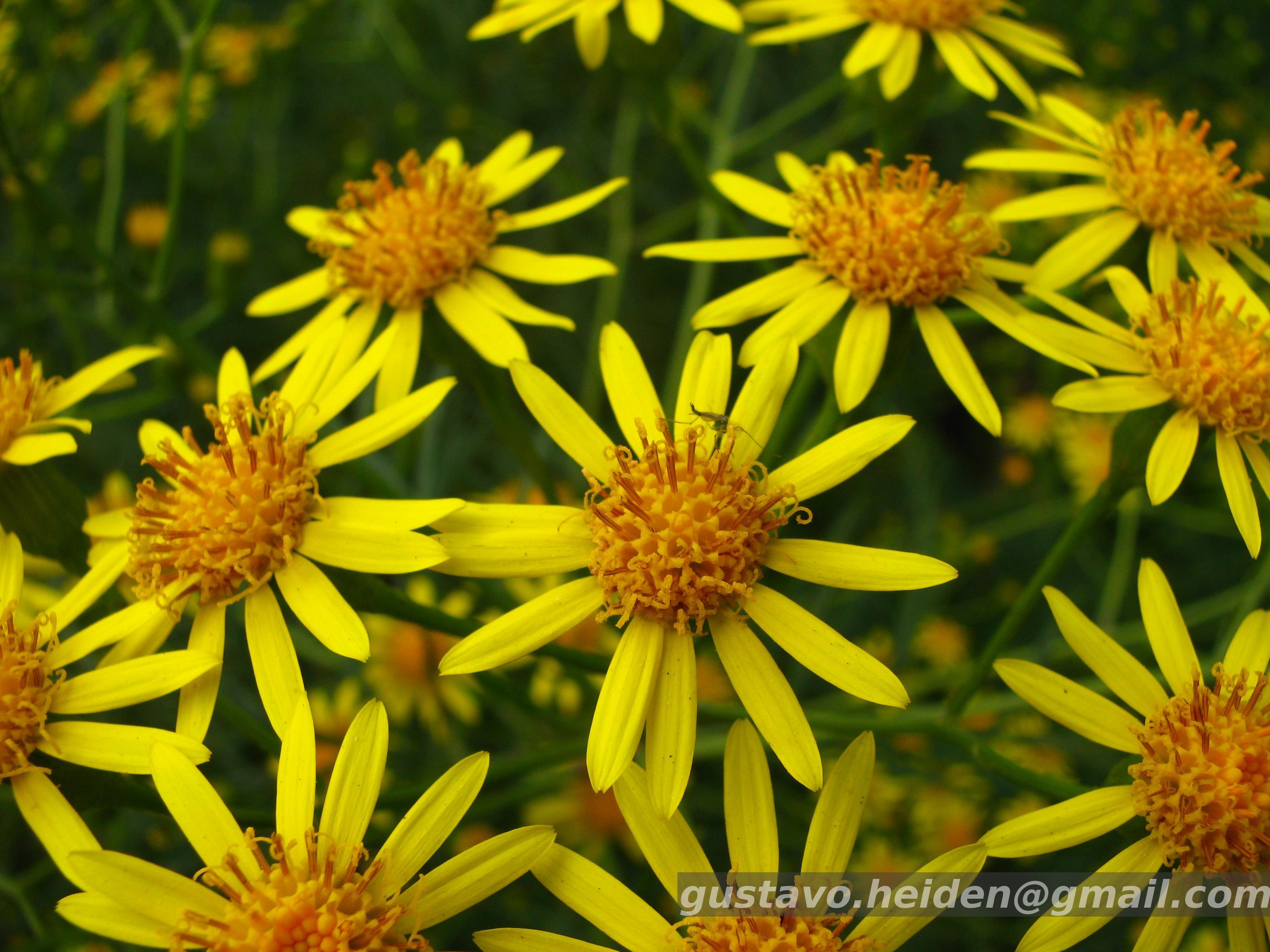 Flora e Funga do Brasil