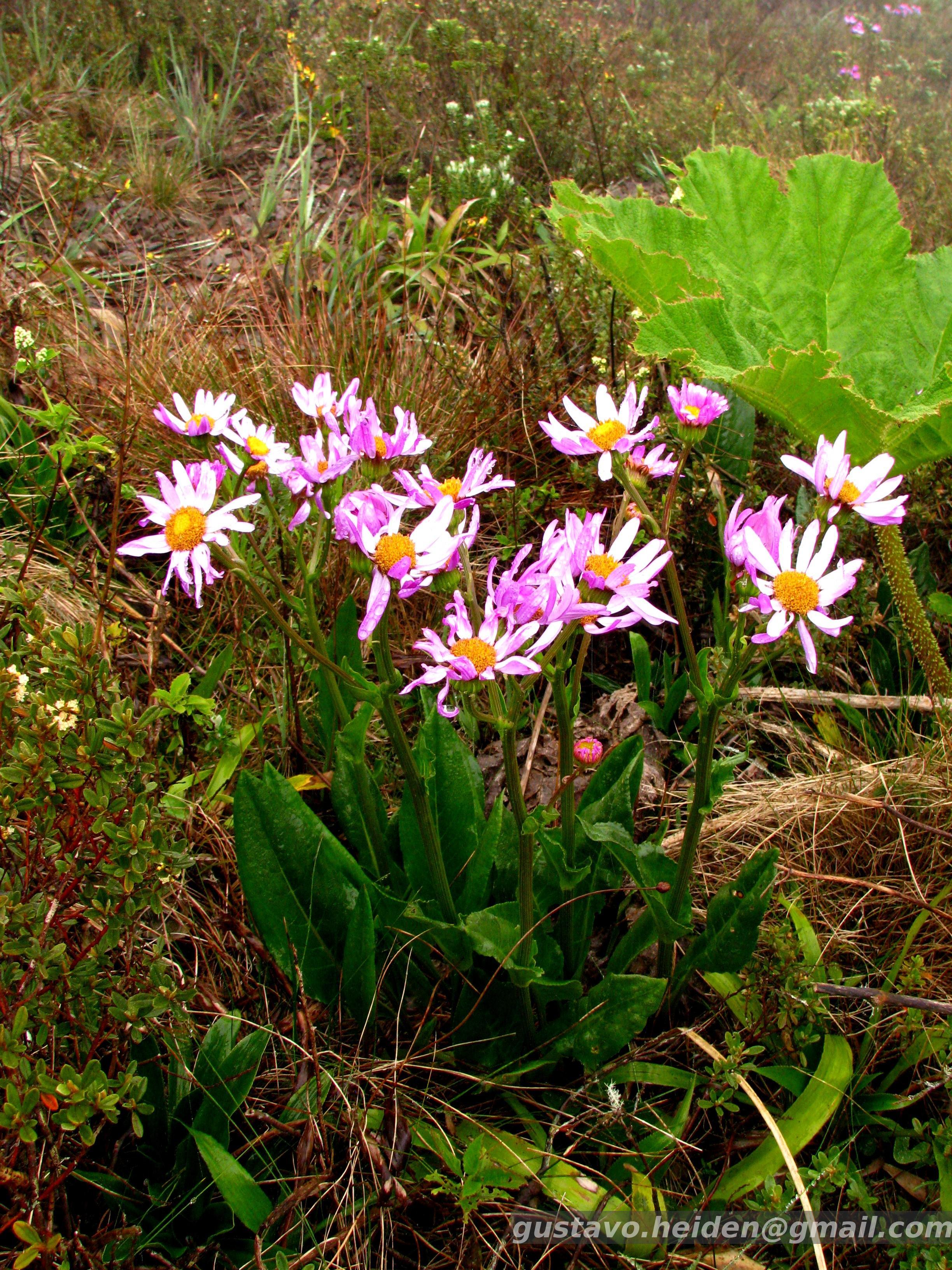Goniophlebium sp. 【LA0216-02】 Flora e Funga do Brasil