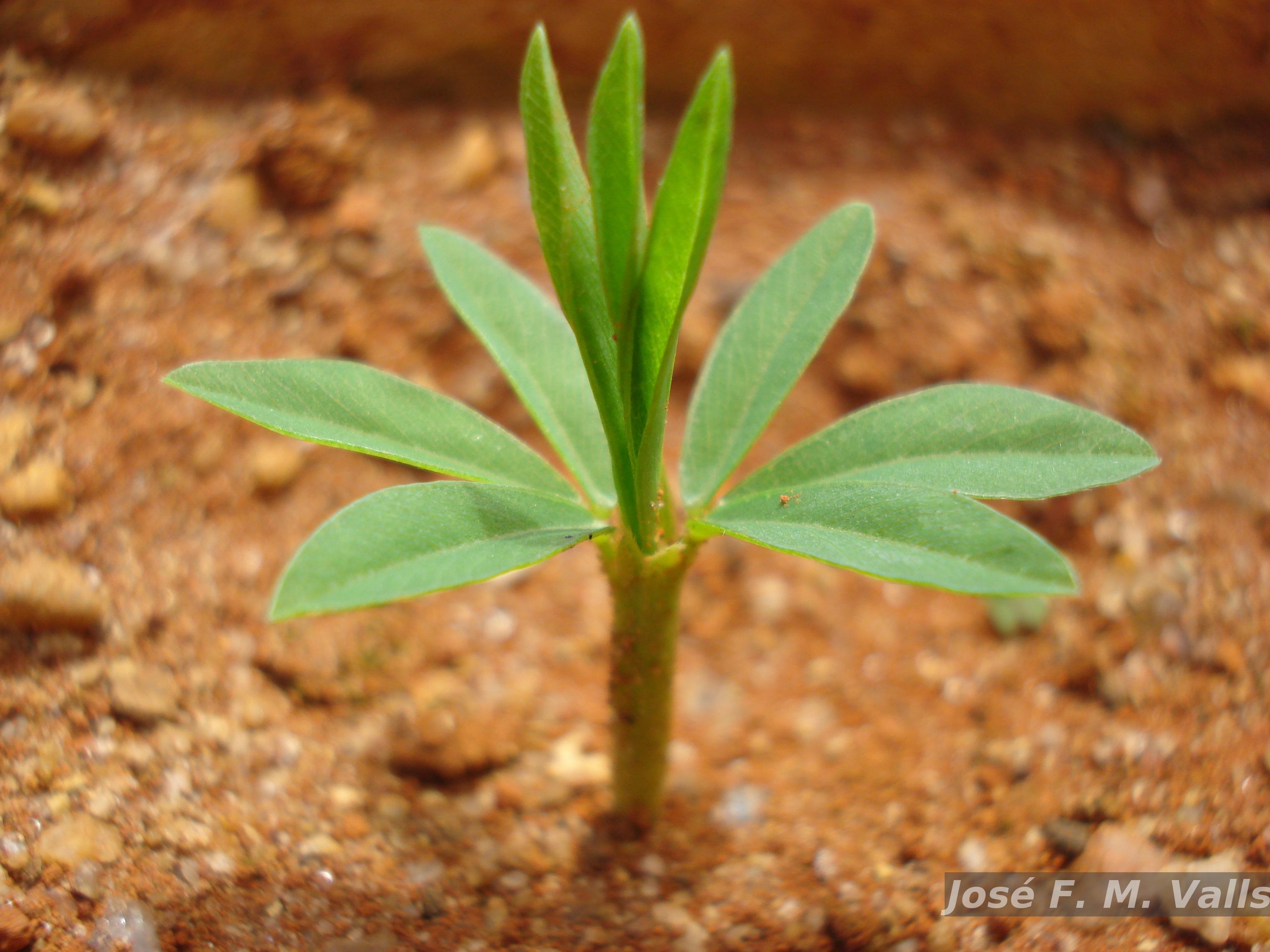Flora e Funga do Brasil