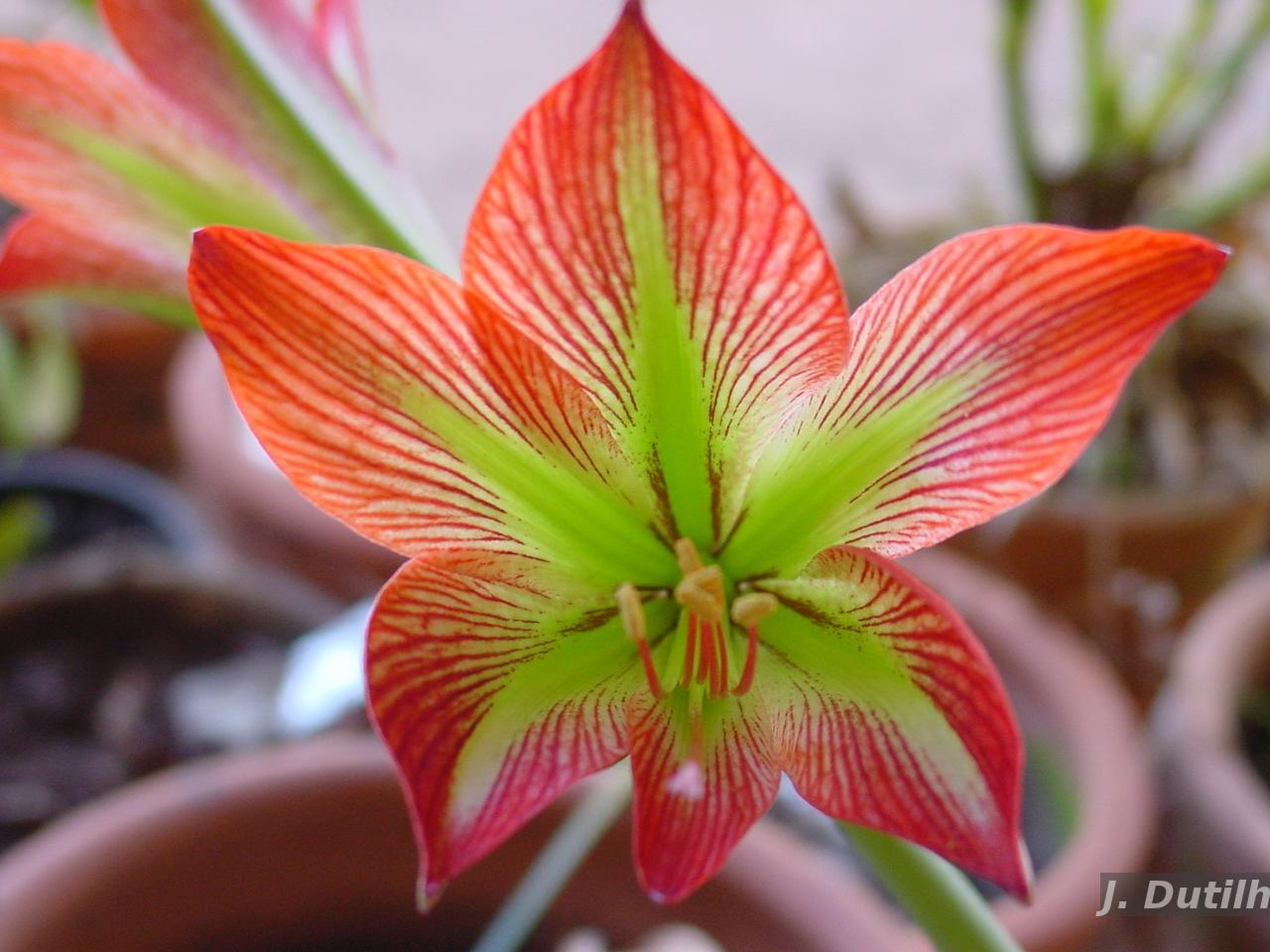 gummibaum rosa bltter Gummibaum Belize