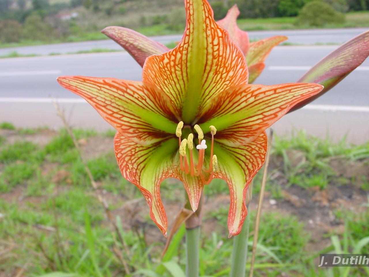 Flora e Funga do Brasil