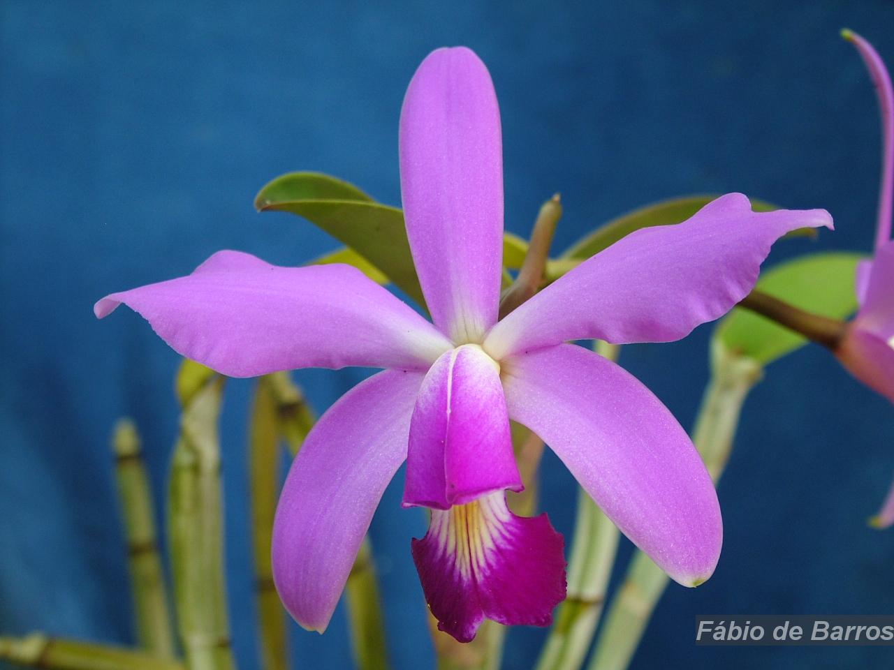 Flora e Funga do Brasil
