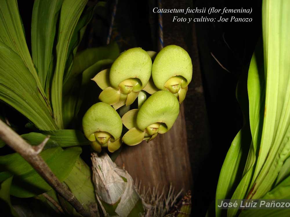 PDF) O gênero Catasetum em Mato Grosso, Brasil - 2007