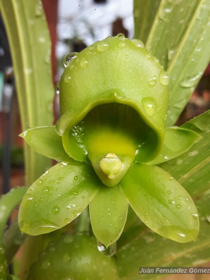 Flora e Funga do Brasil