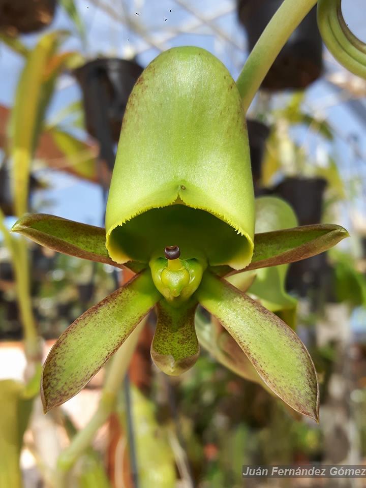 Flora e Funga do Brasil