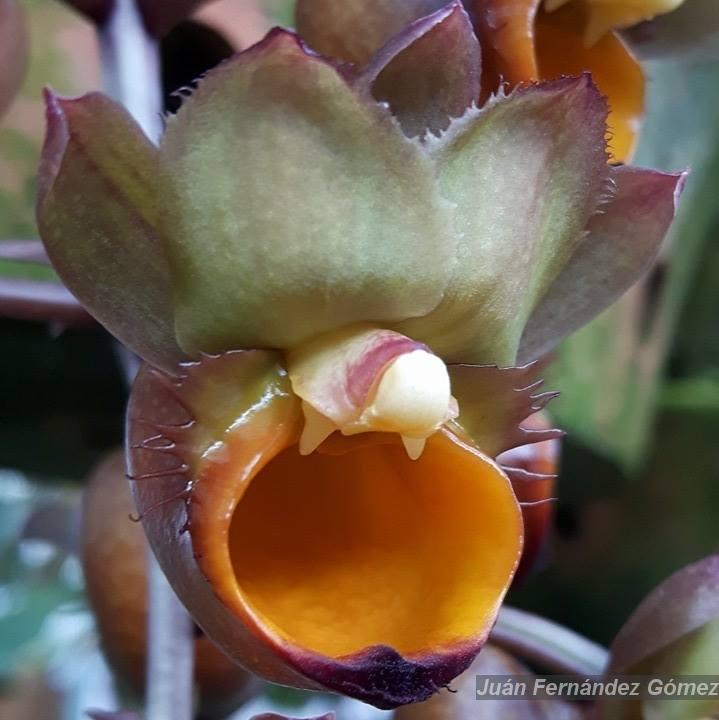 Flora e Funga do Brasil