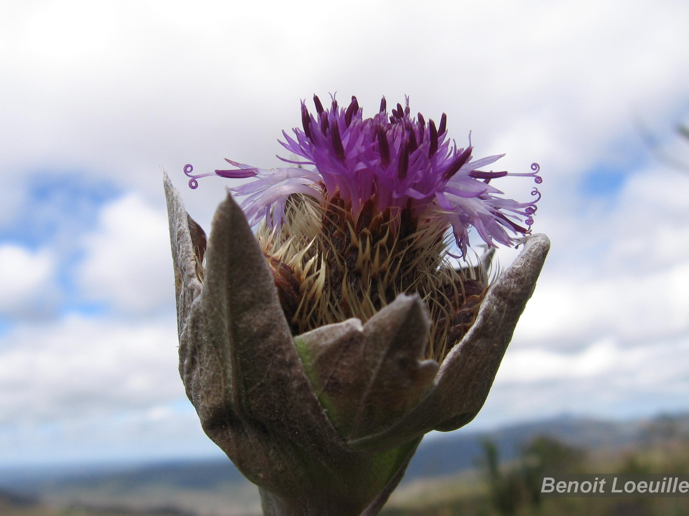 Flora e Funga do Brasil