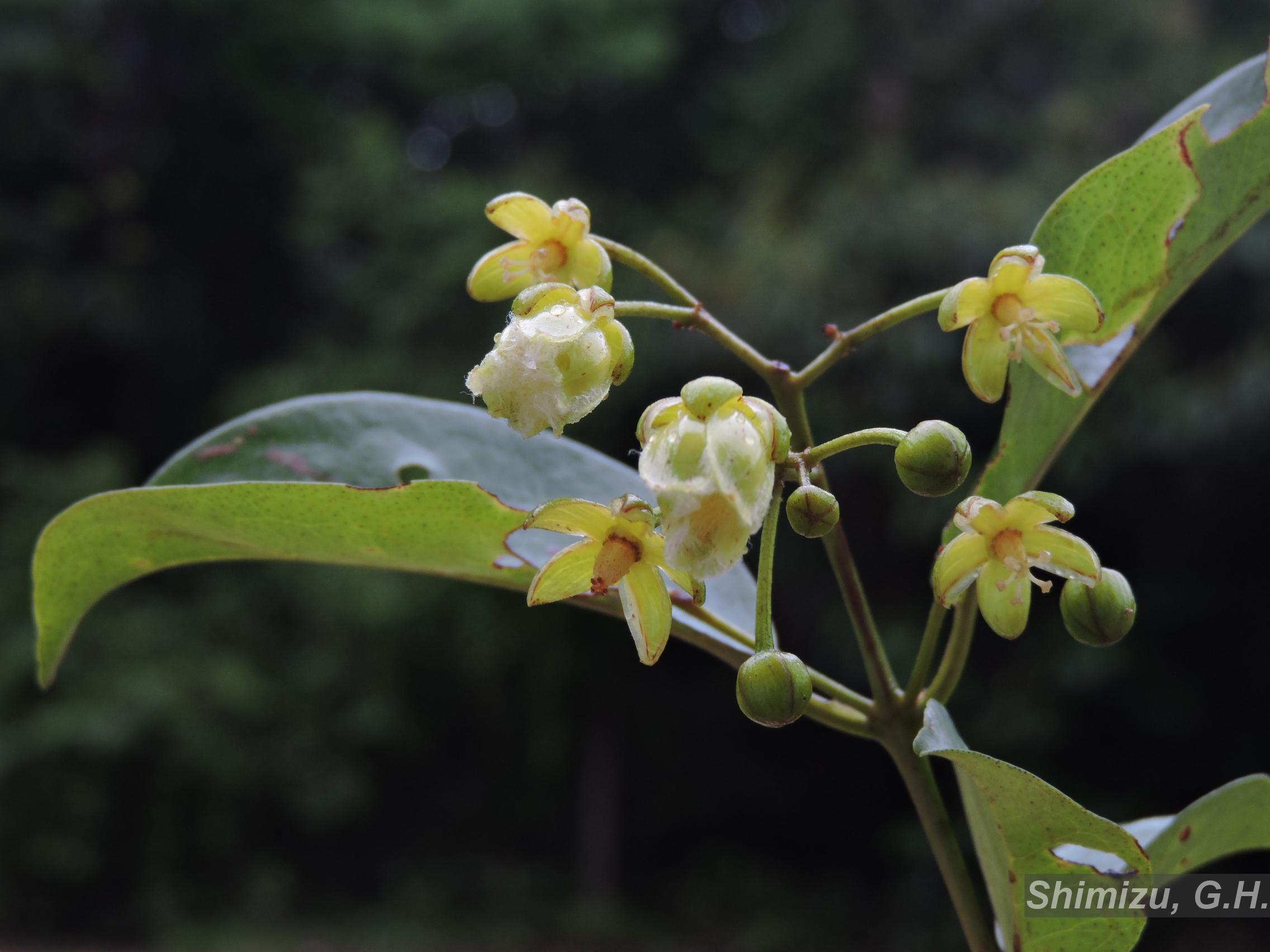 Flora e Funga do Brasil - Vismia guianensis (Aubl.) Choisy