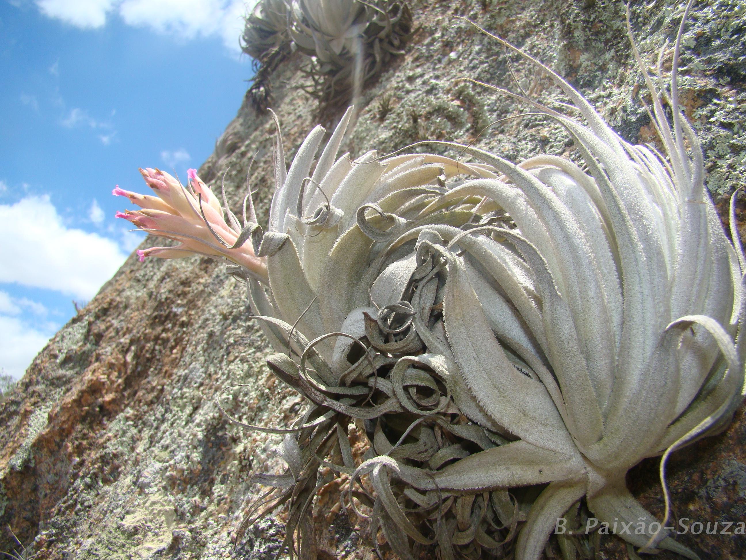 Flora e Funga do Brasil - Tillandsia gardneri Lindl.