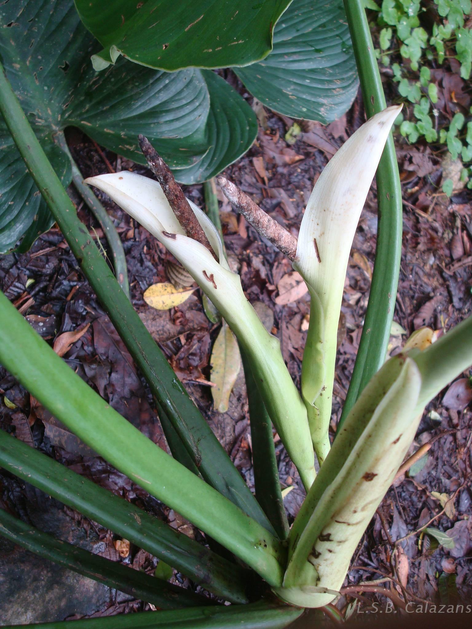 Flora e Funga do Brasil