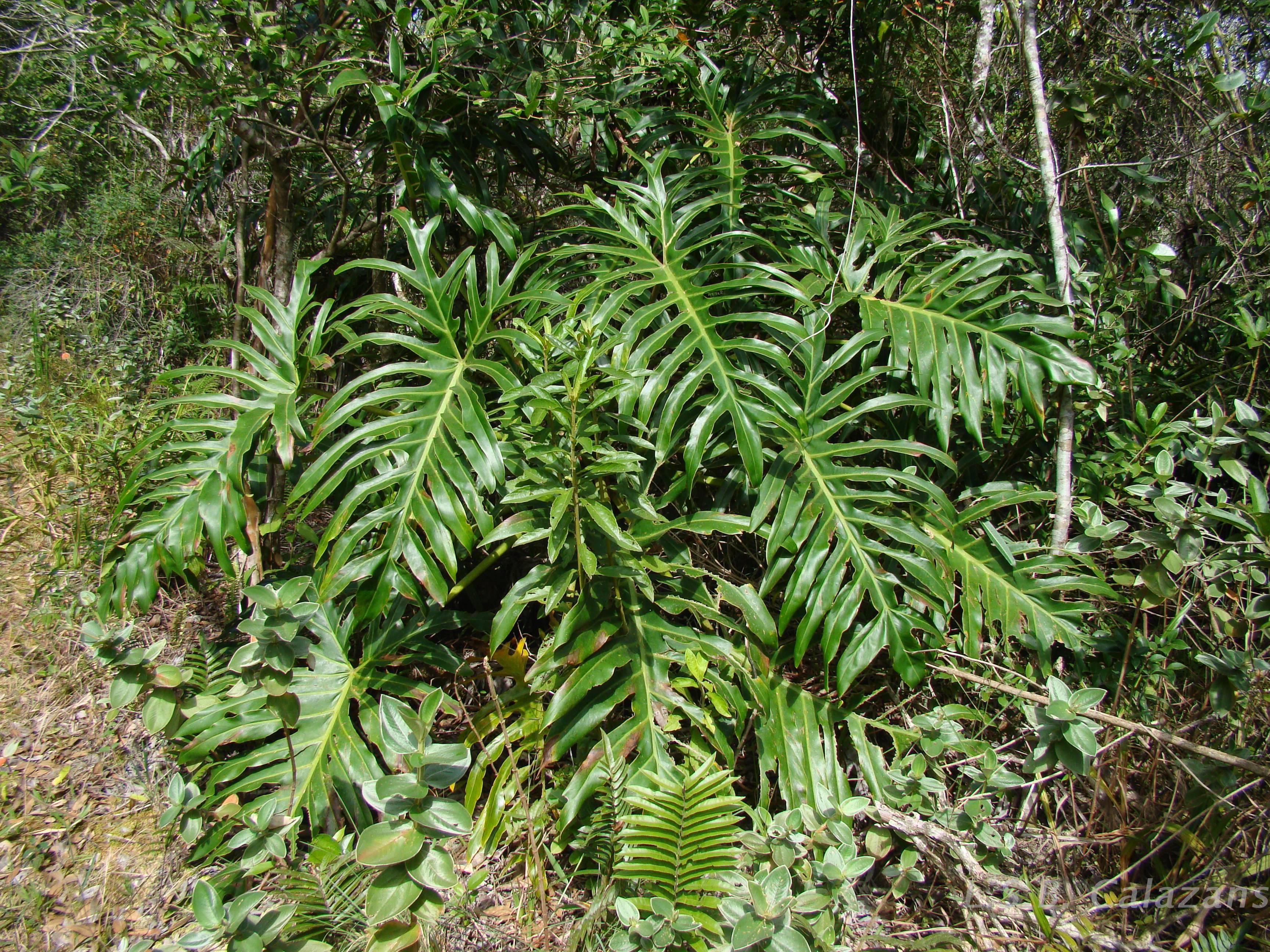 Flora e Funga do Brasil