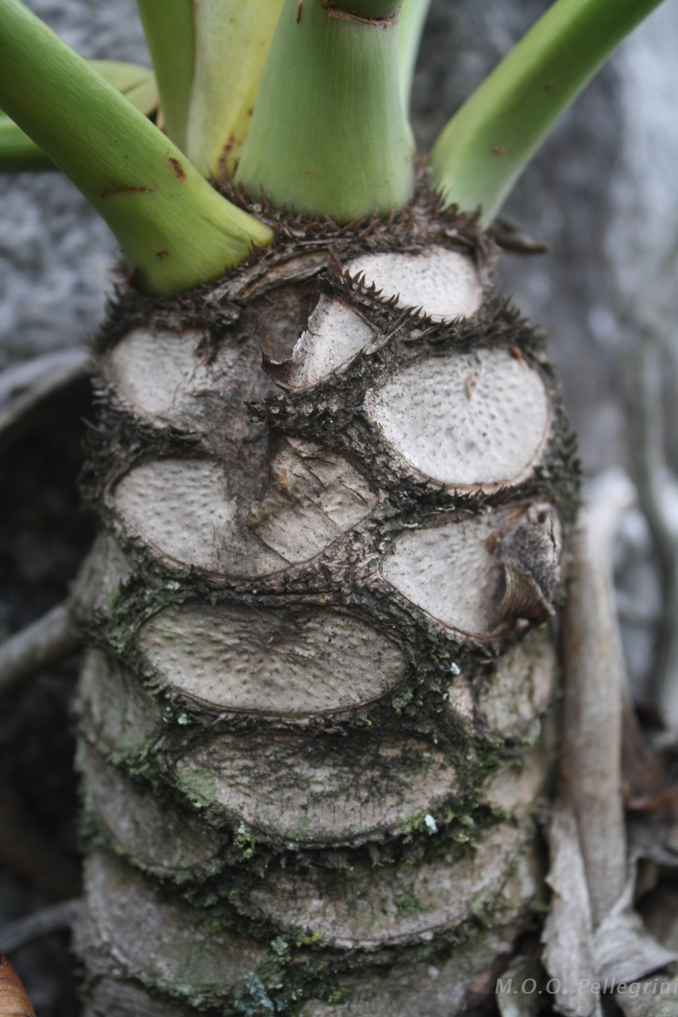 Flora e Funga do Brasil
