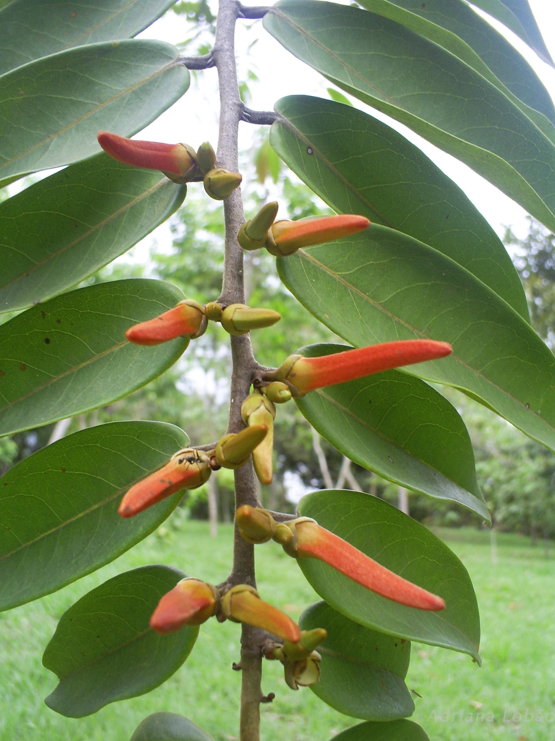 Biologia floral, fenologia reprodutiva e polinização de Xylopia aromatica  (Lam.) Mart. (Annonaceae) em uma área de Cerrado no oeste da Bahia