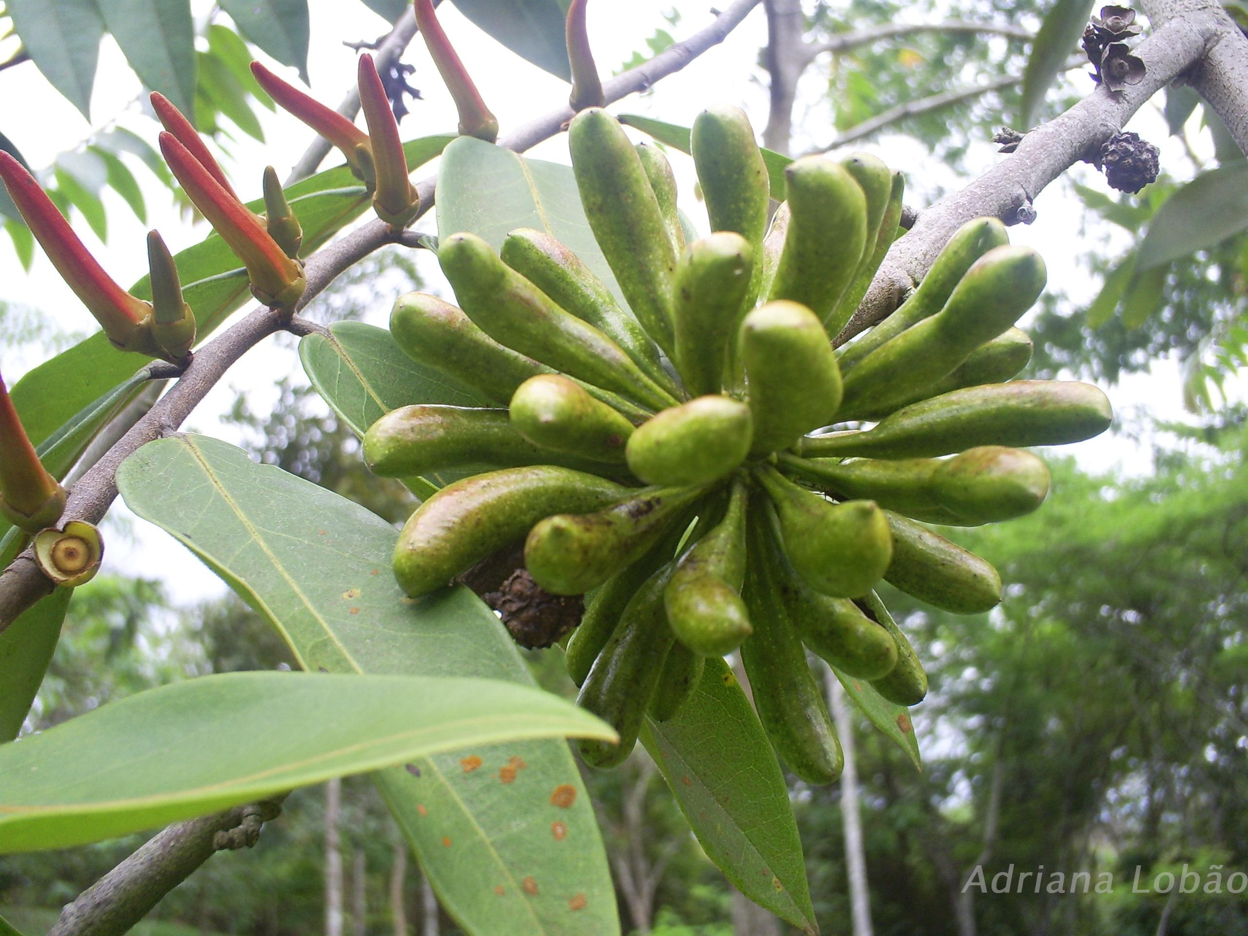 Biologia floral, fenologia reprodutiva e polinização de Xylopia aromatica  (Lam.) Mart. (Annonaceae) em uma área de Cerrado no oeste da Bahia