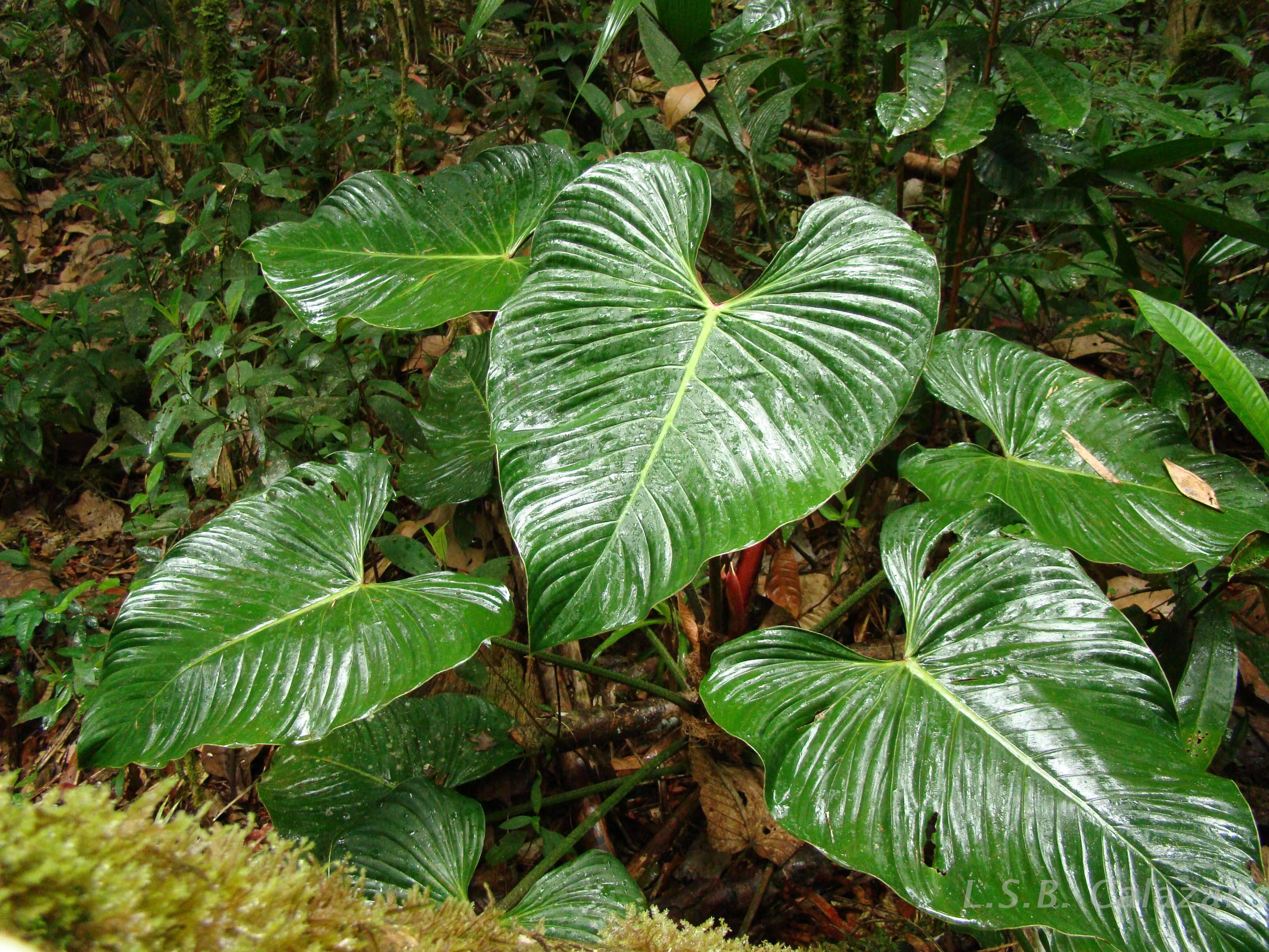 Flora e Funga do Brasil