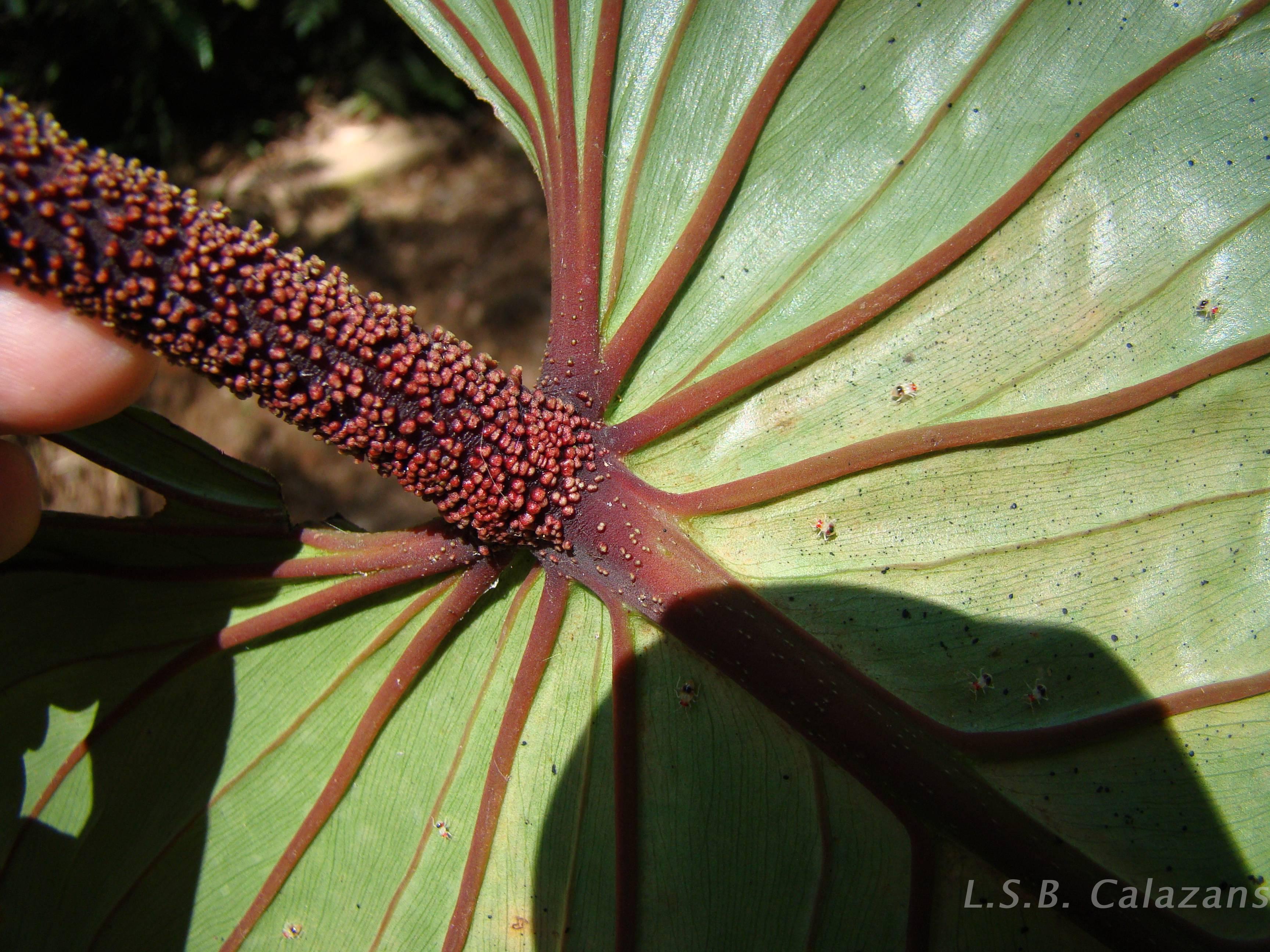 Flora e Funga do Brasil