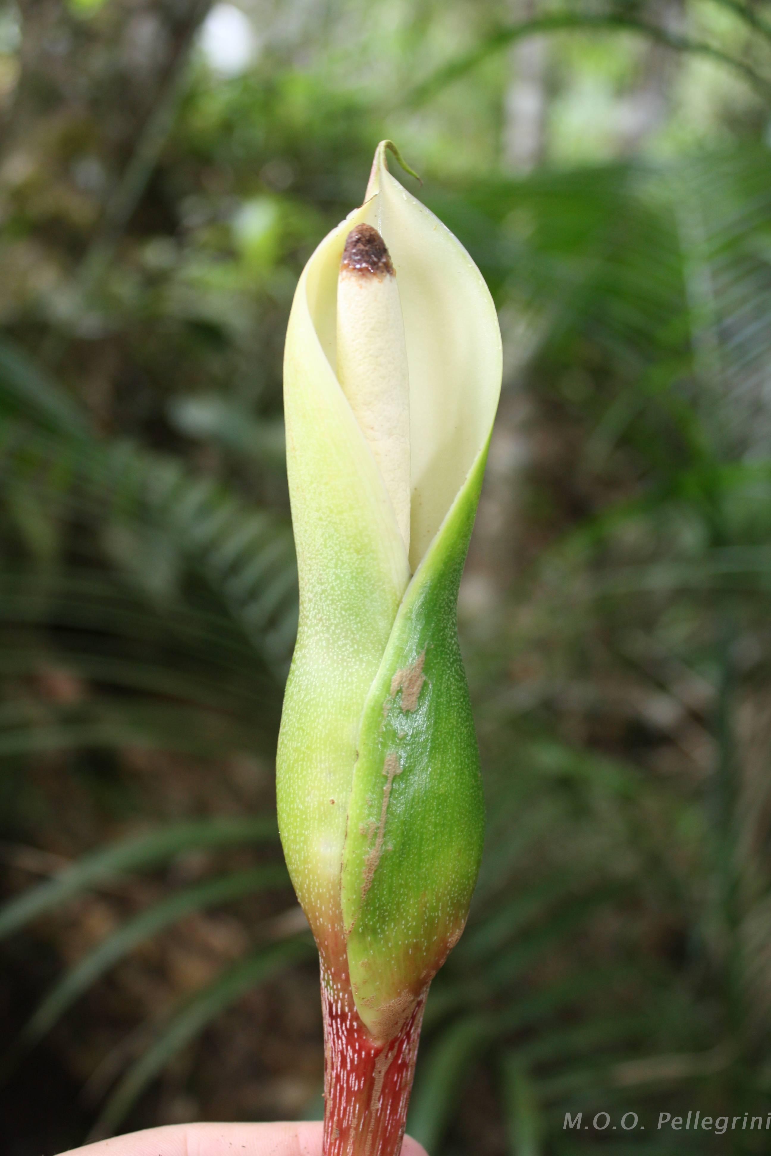 Flora e Funga do Brasil
