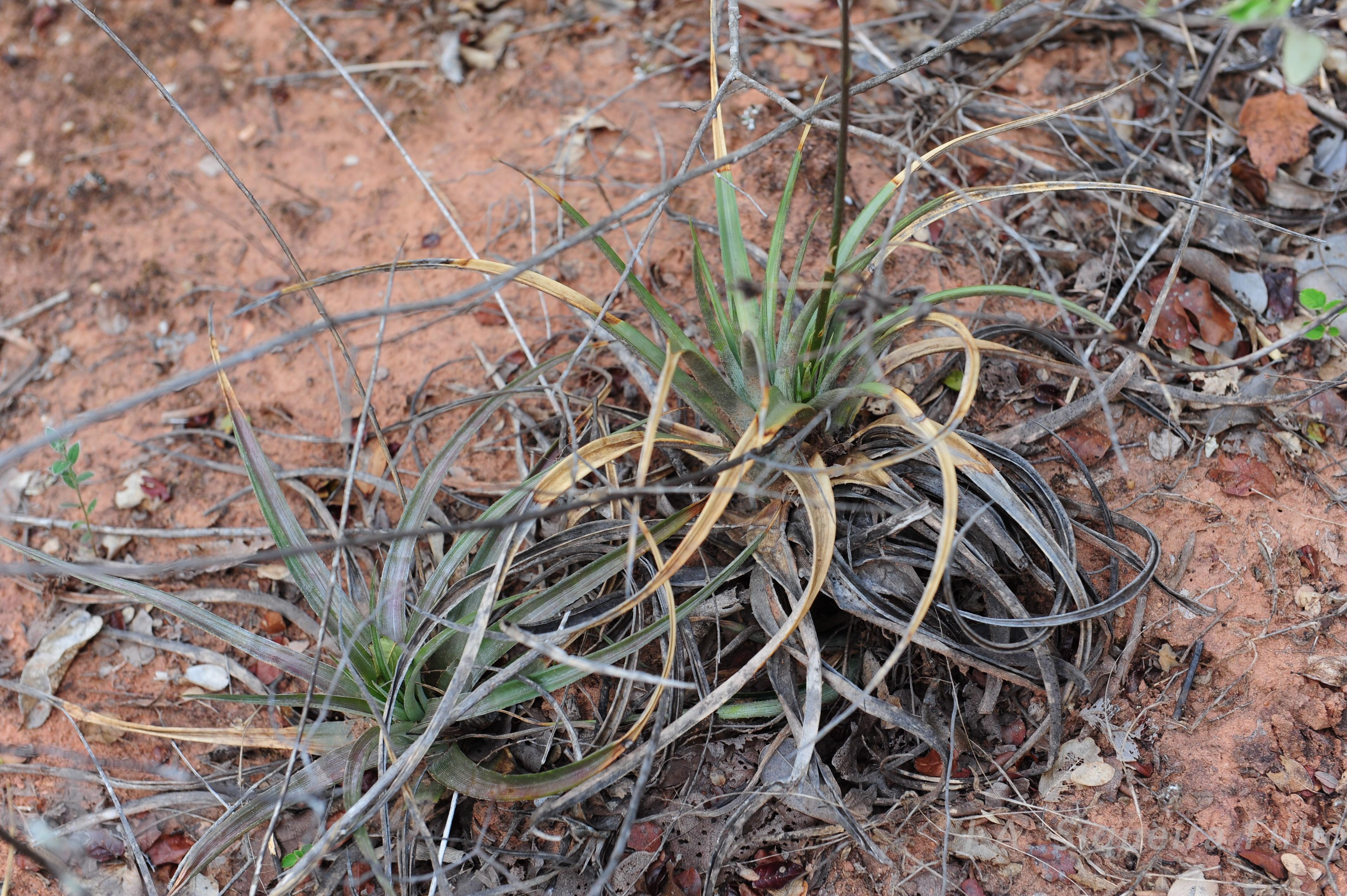 Flora e Funga do Brasil - Dyckia pernambucana L.B.Sm.