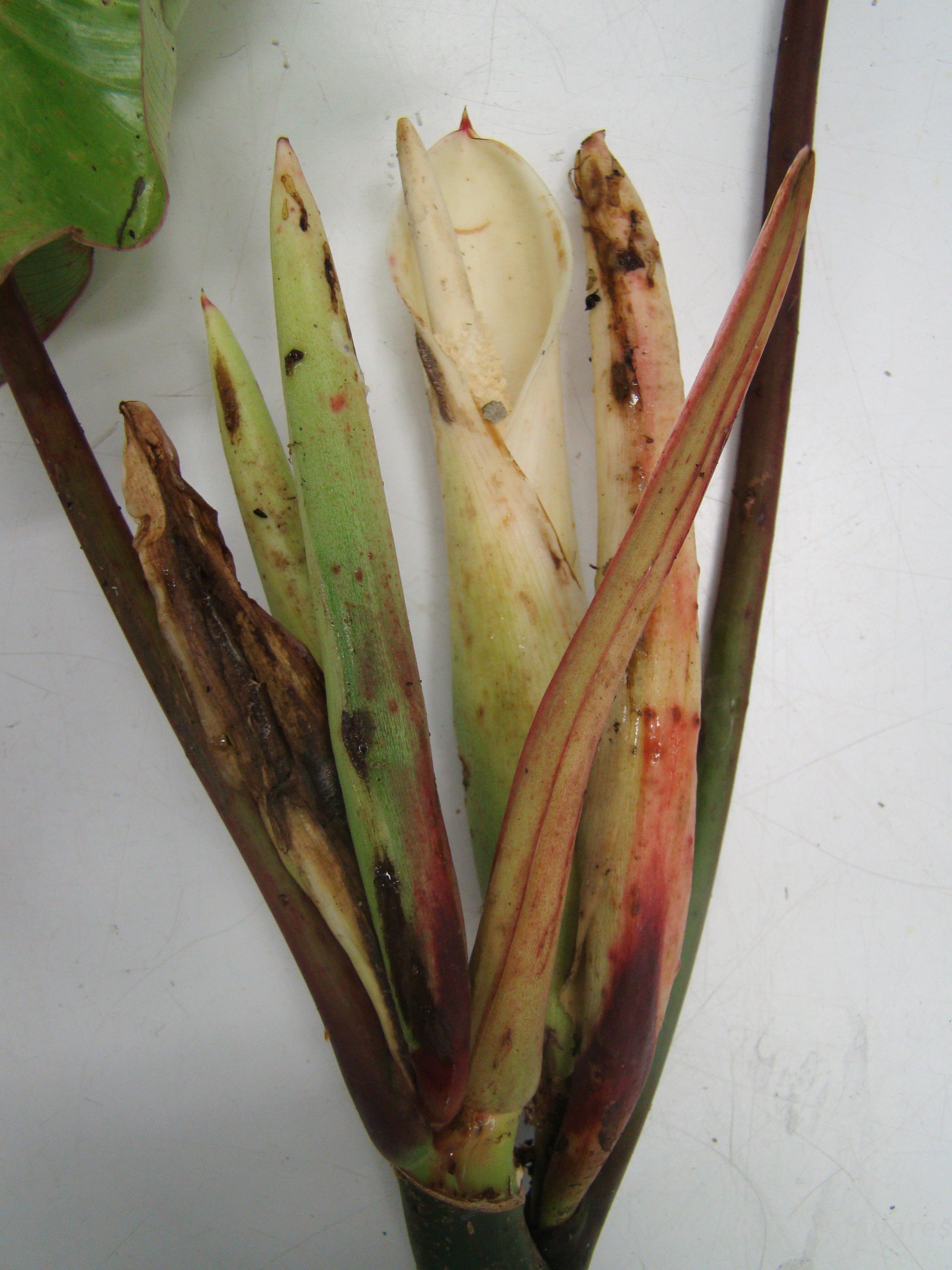 Goniophlebium sp. 【LA0216-02】 Genus Goniophlebium · iNaturalist