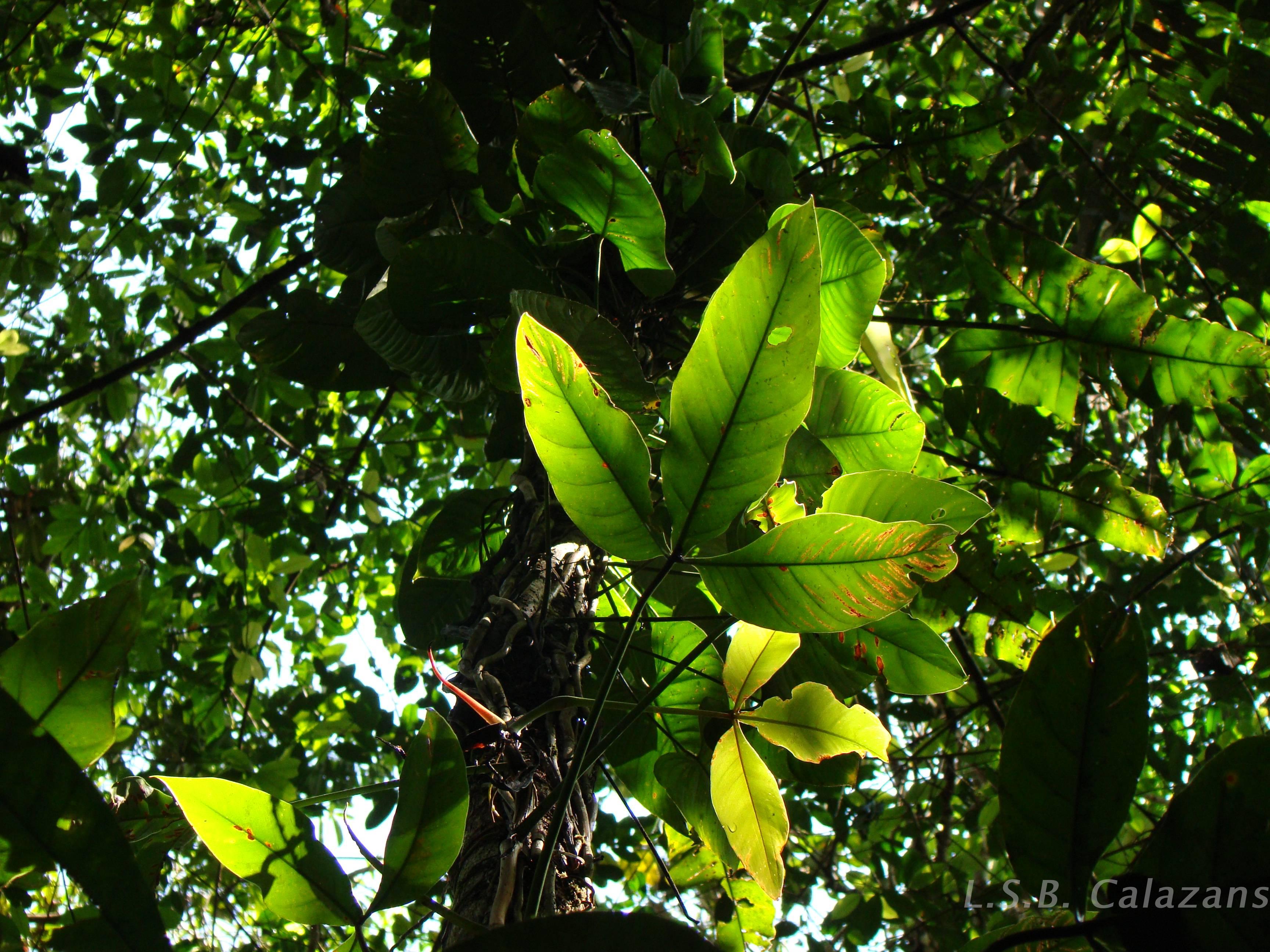 Flora e Funga do Brasil