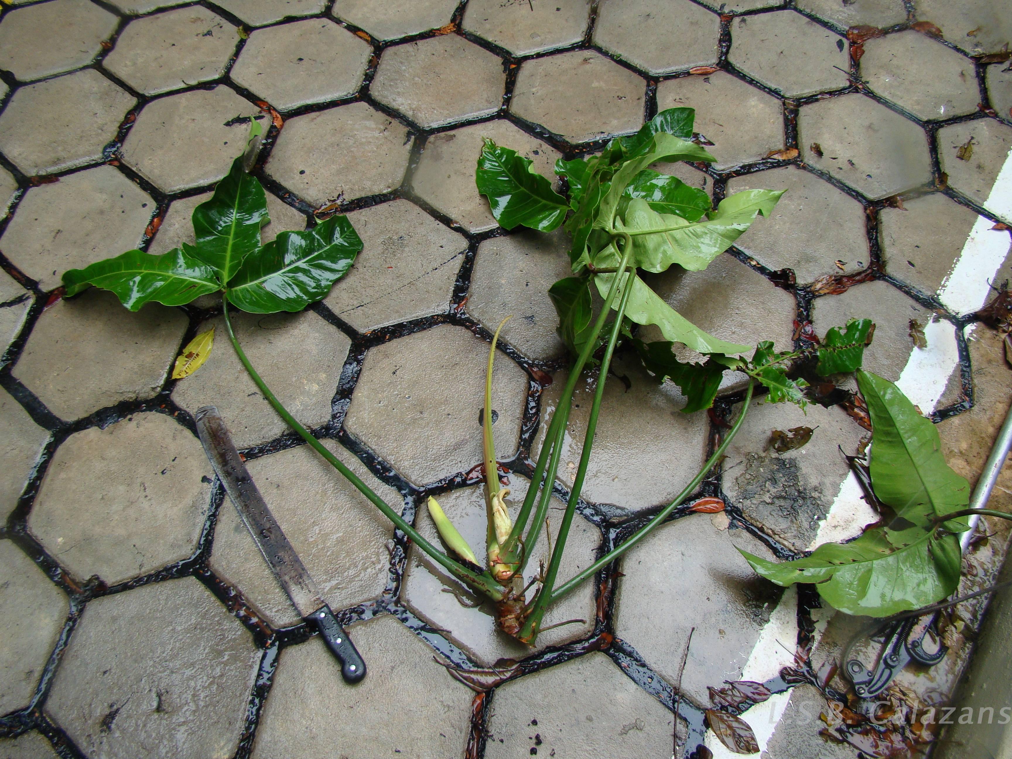 【はるplants】 Flora e Funga do Brasil