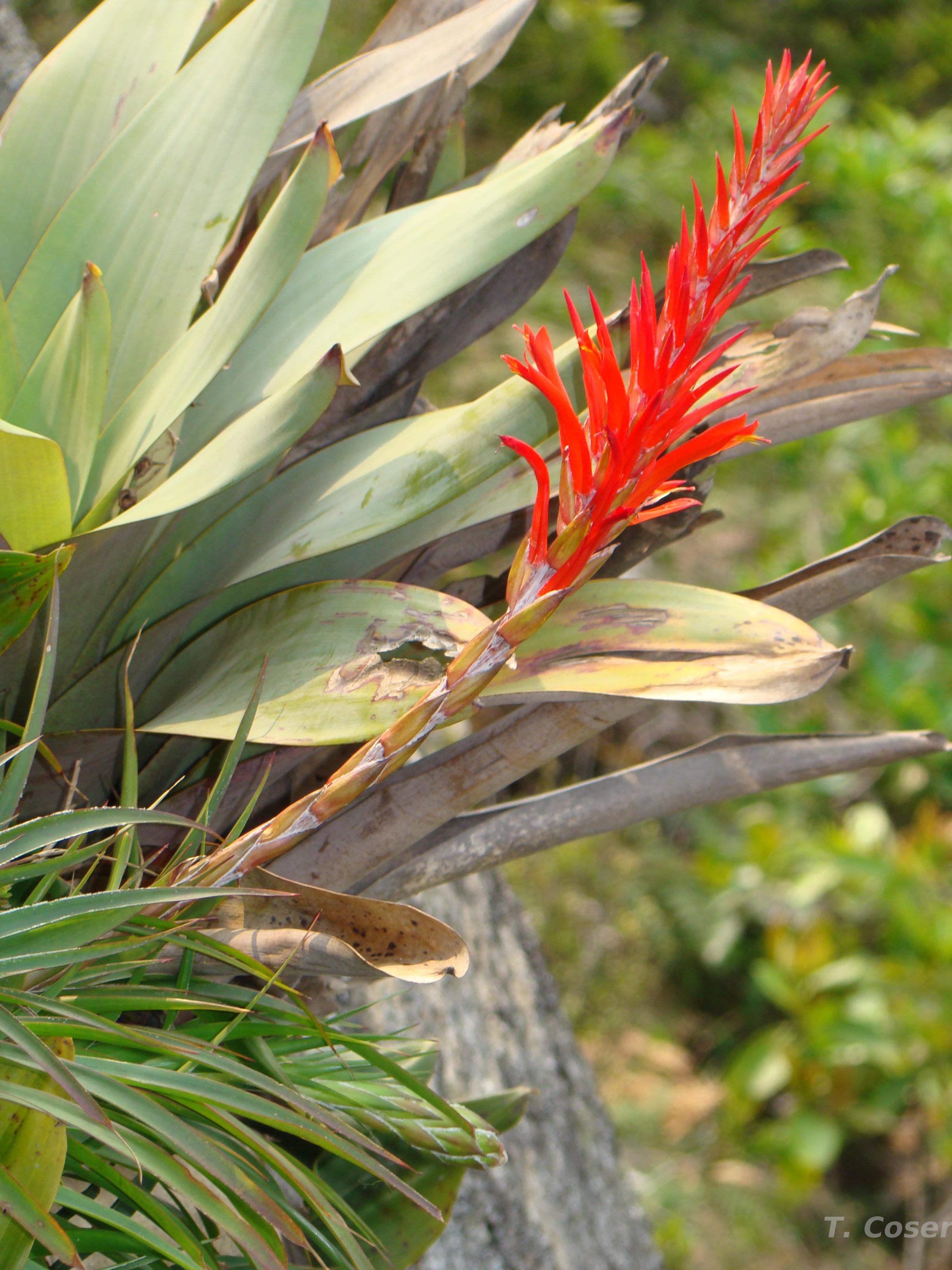 c*t様 Tillandsia.roseiflora