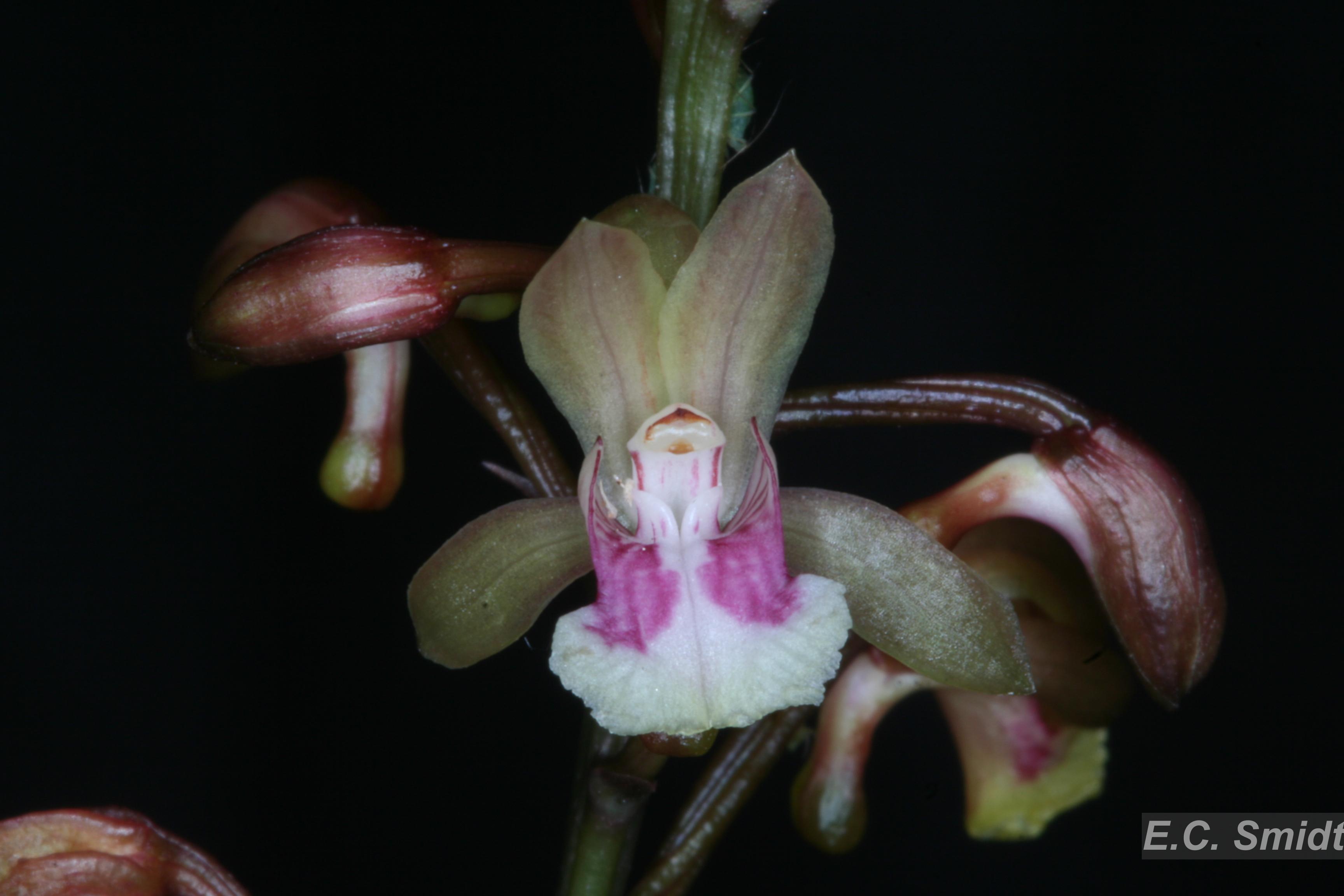 Flora e Funga do Brasil - Oeceoclades maculata (Lindl.) Lindl.