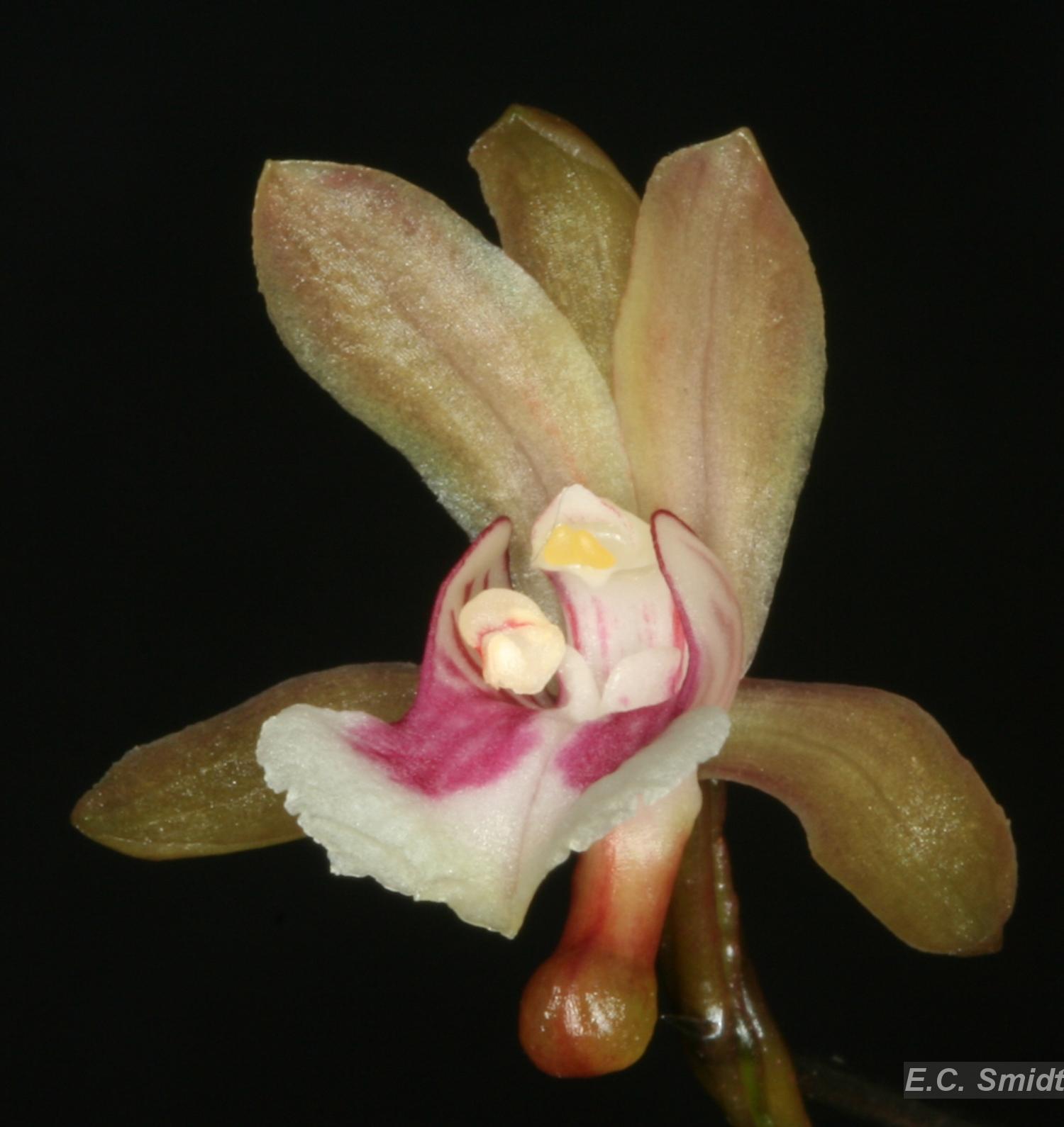 ルブラオーレア マクラタ Flora e Funga do Brasil - Oeceoclades maculata (Lindl.) Lindl.