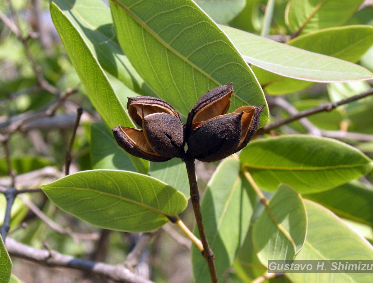 Flora e Funga do Brasil
