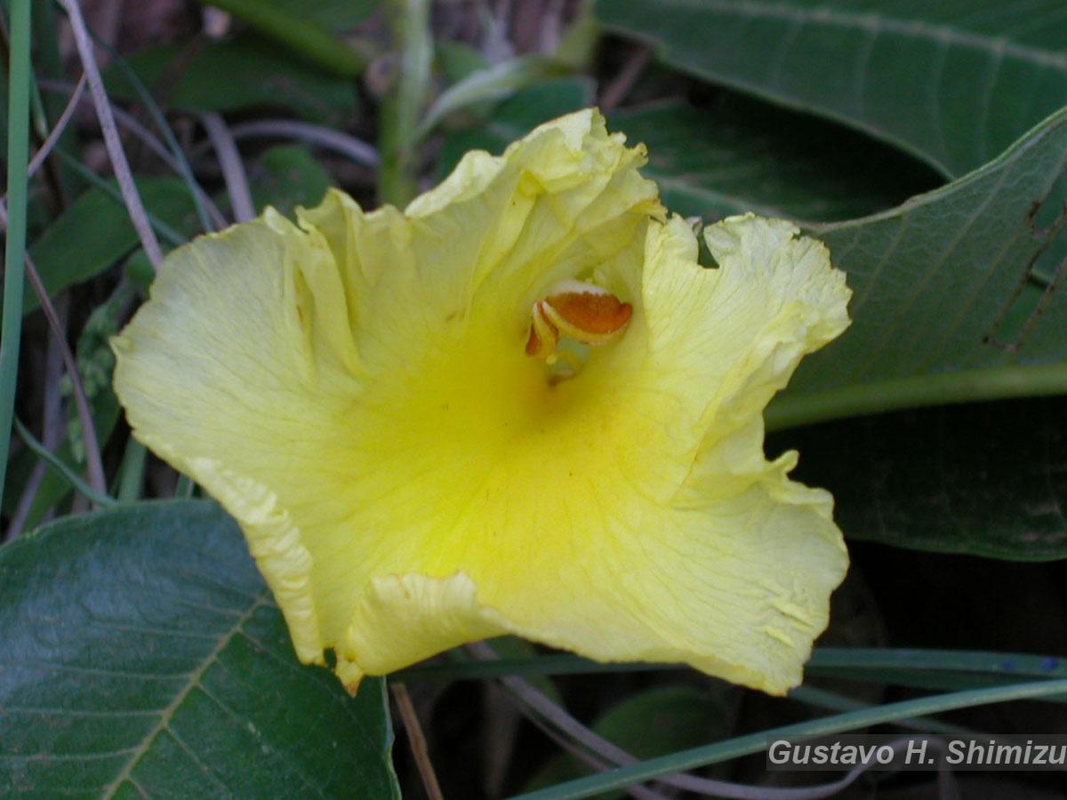 Flora e Funga do Brasil - Garcinia macrophylla Mart.