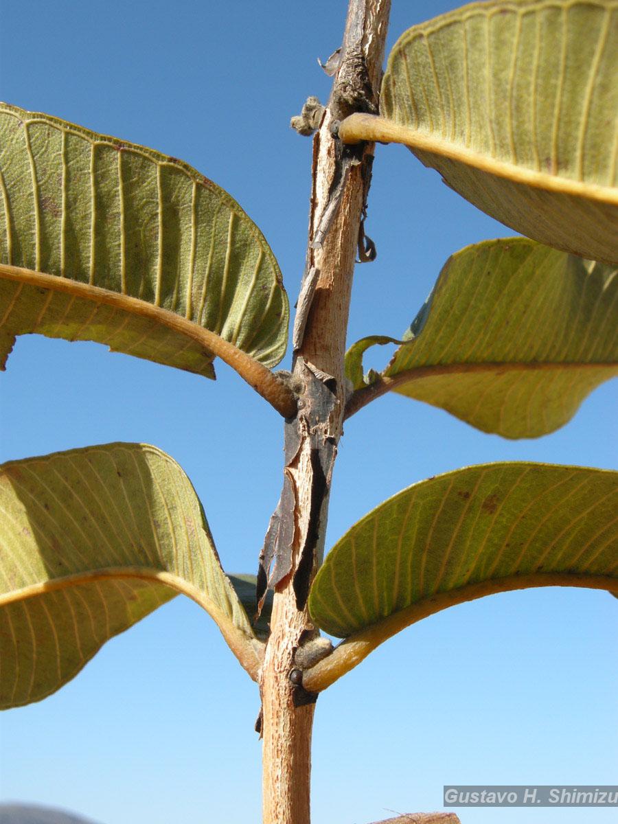 Flora e Funga do Brasil - Garcinia macrophylla Mart.